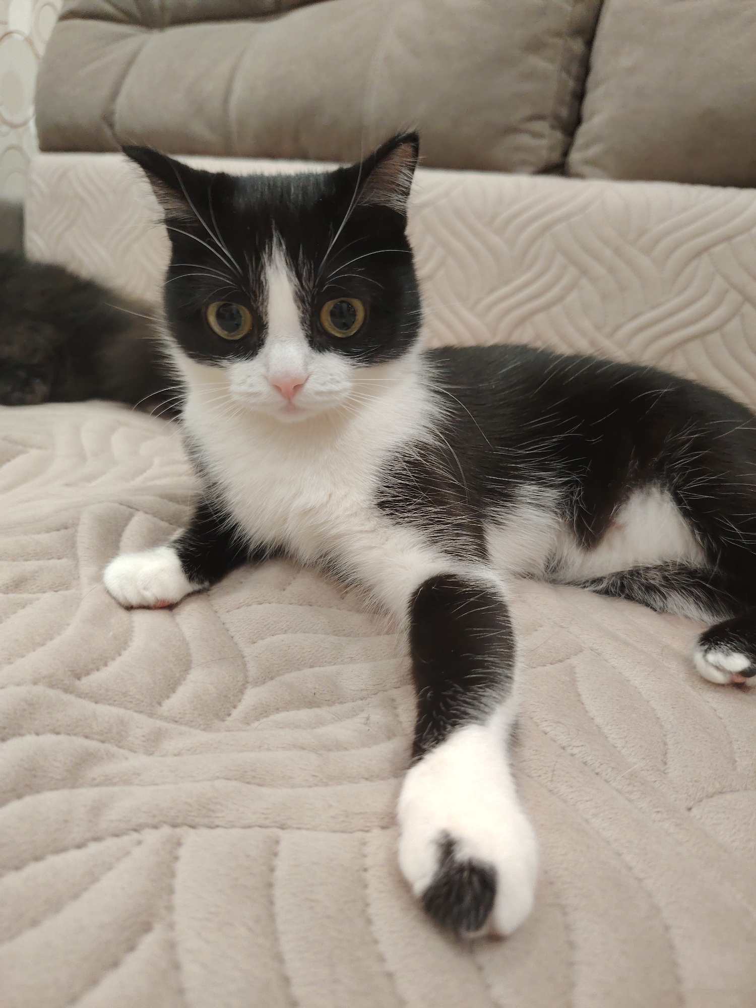 Domestic cats observed resting indoors during afternoon hours