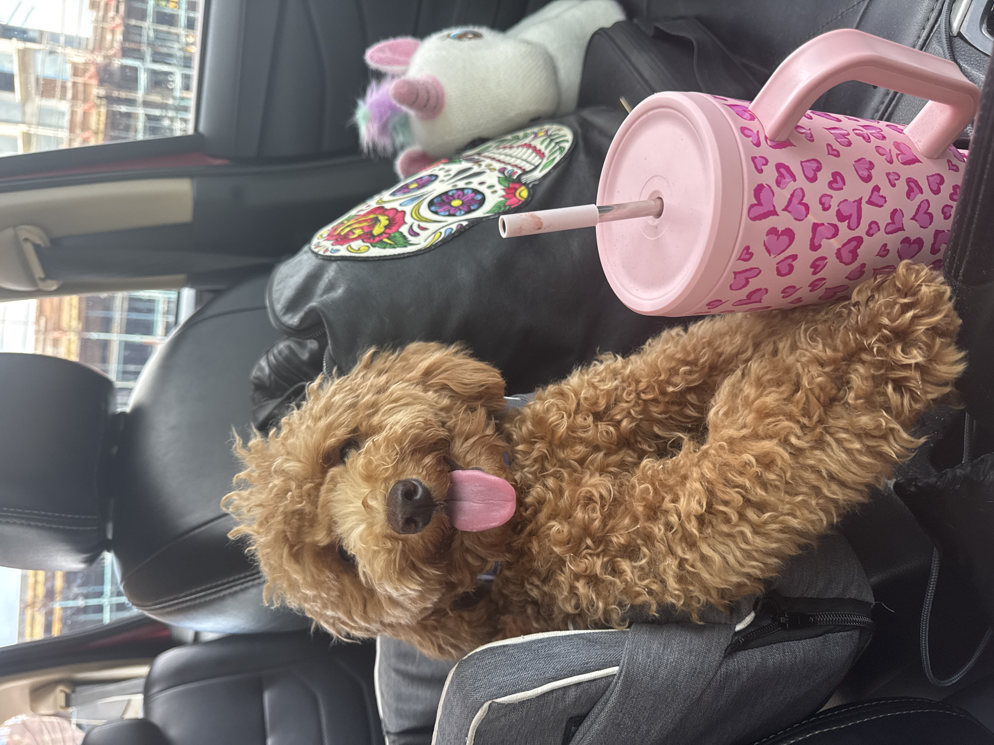 Poodle rests in car backseat among belongings in Kuta
