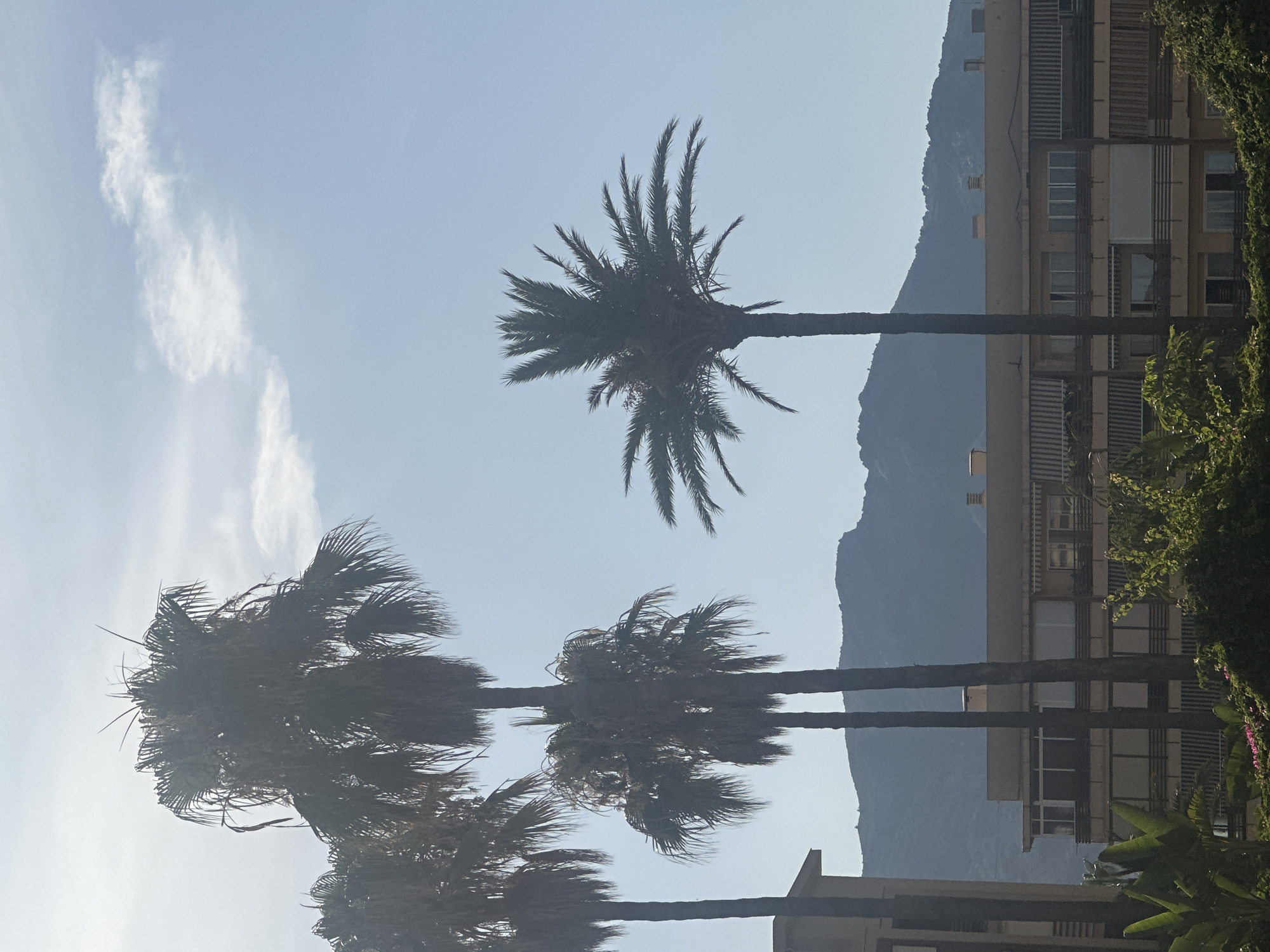 Palm trees and buildings under a hazy Torremolinos sky