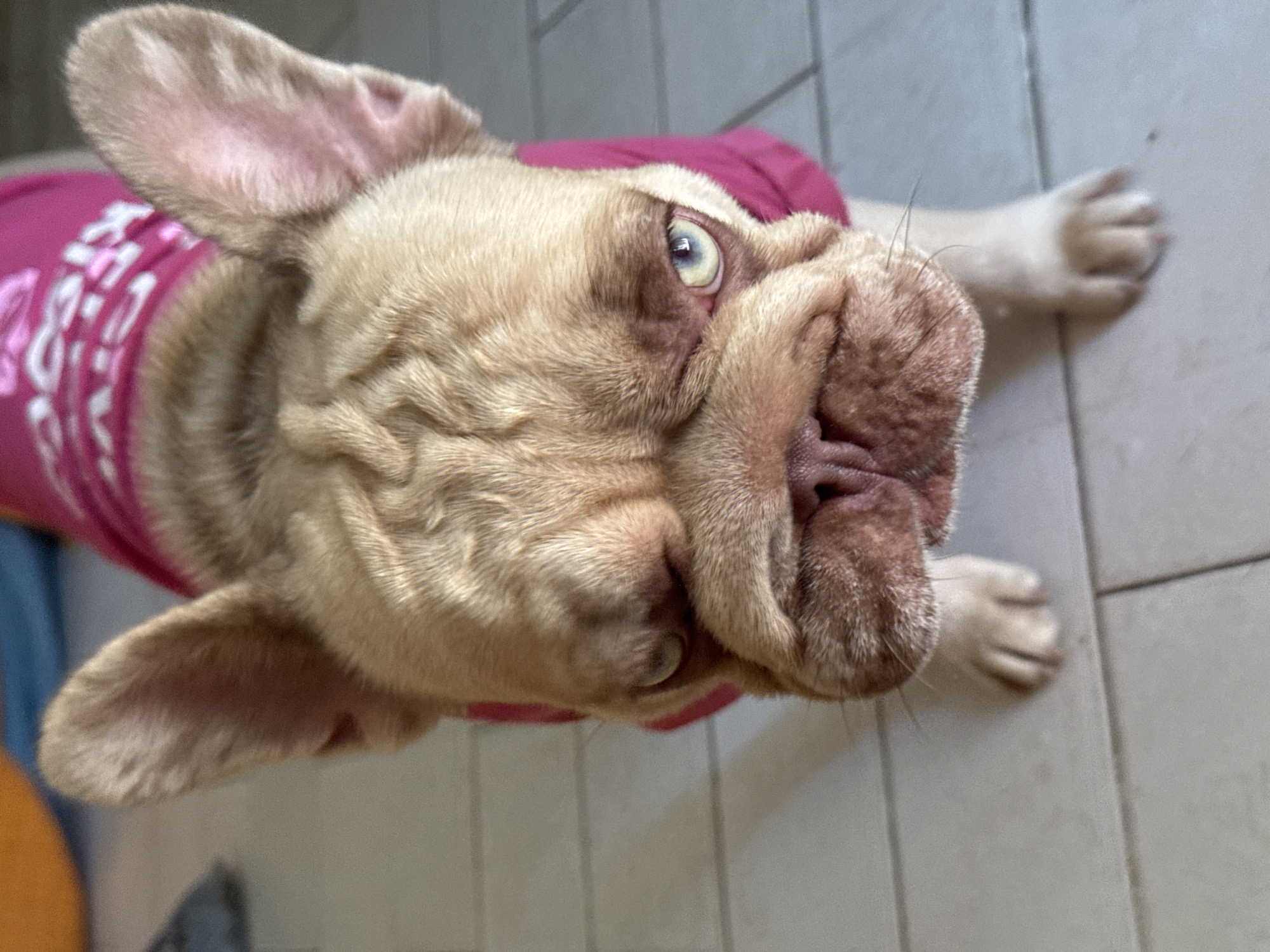 French Bulldogs lounging at home in San Benedetto del Tronto