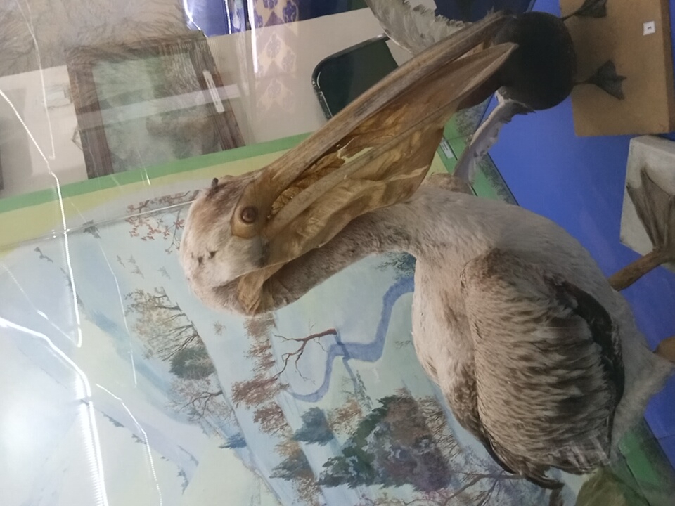 Morning visit to a nature museum and animal market in Angren