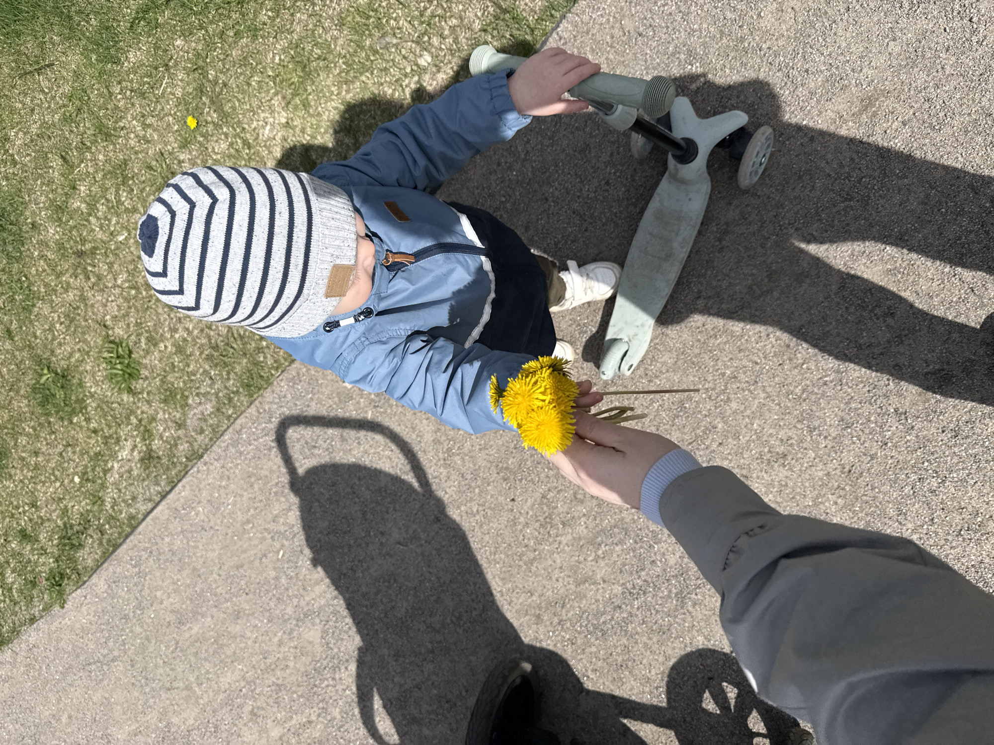 Child gifts dandelions to adult in birch grove