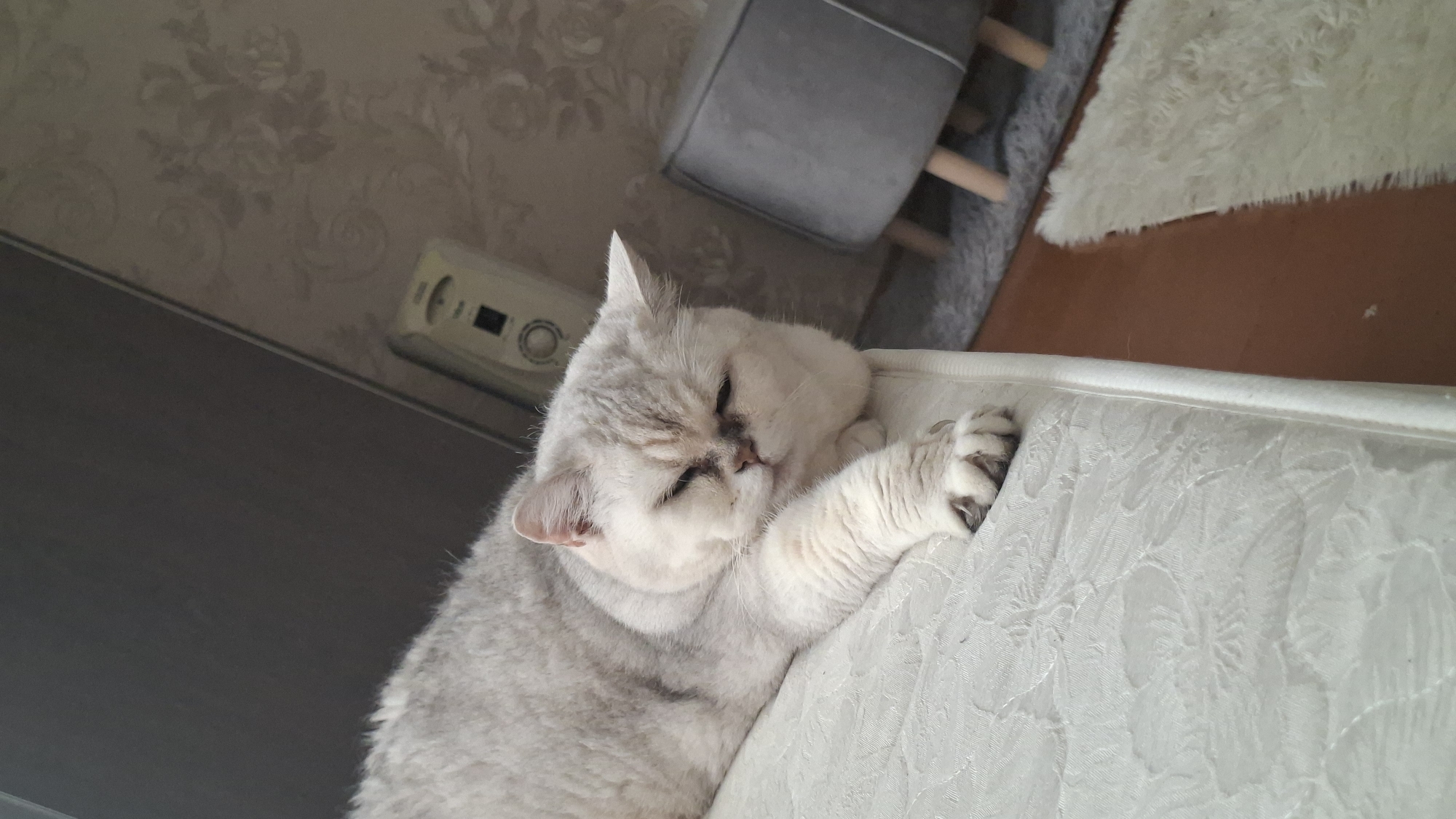 Dressed sphynx cat relaxes at home in Myadzyel