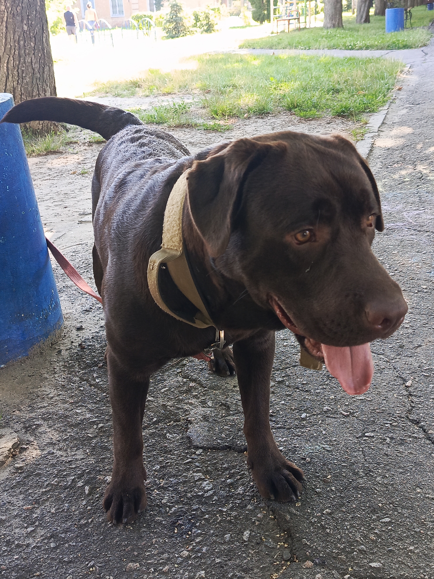 Chocolate Lab on a park walk with nature pit stops