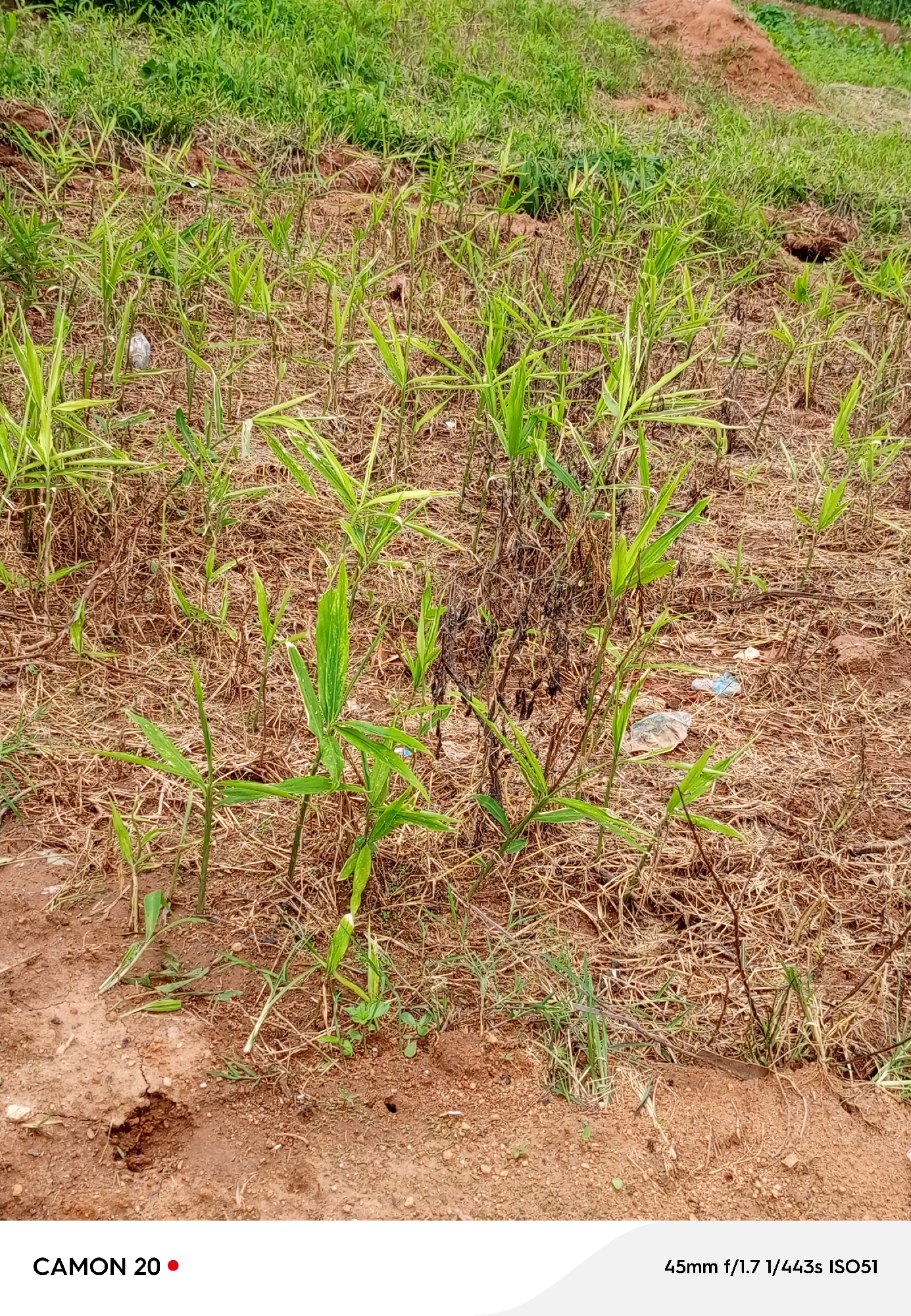 Farming life and rural infrastructure across two Nigerian villages