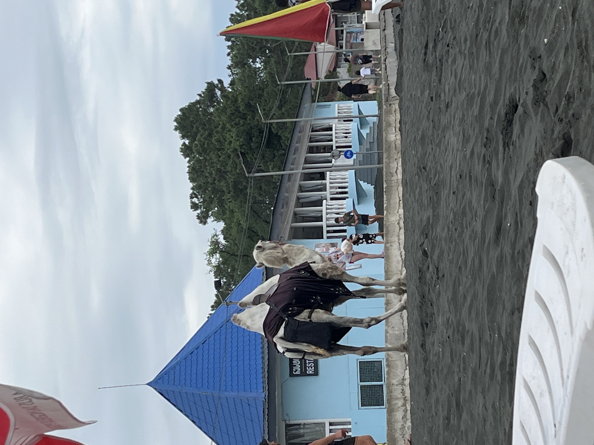 Camels and parasailers on Ureki's black sand beach