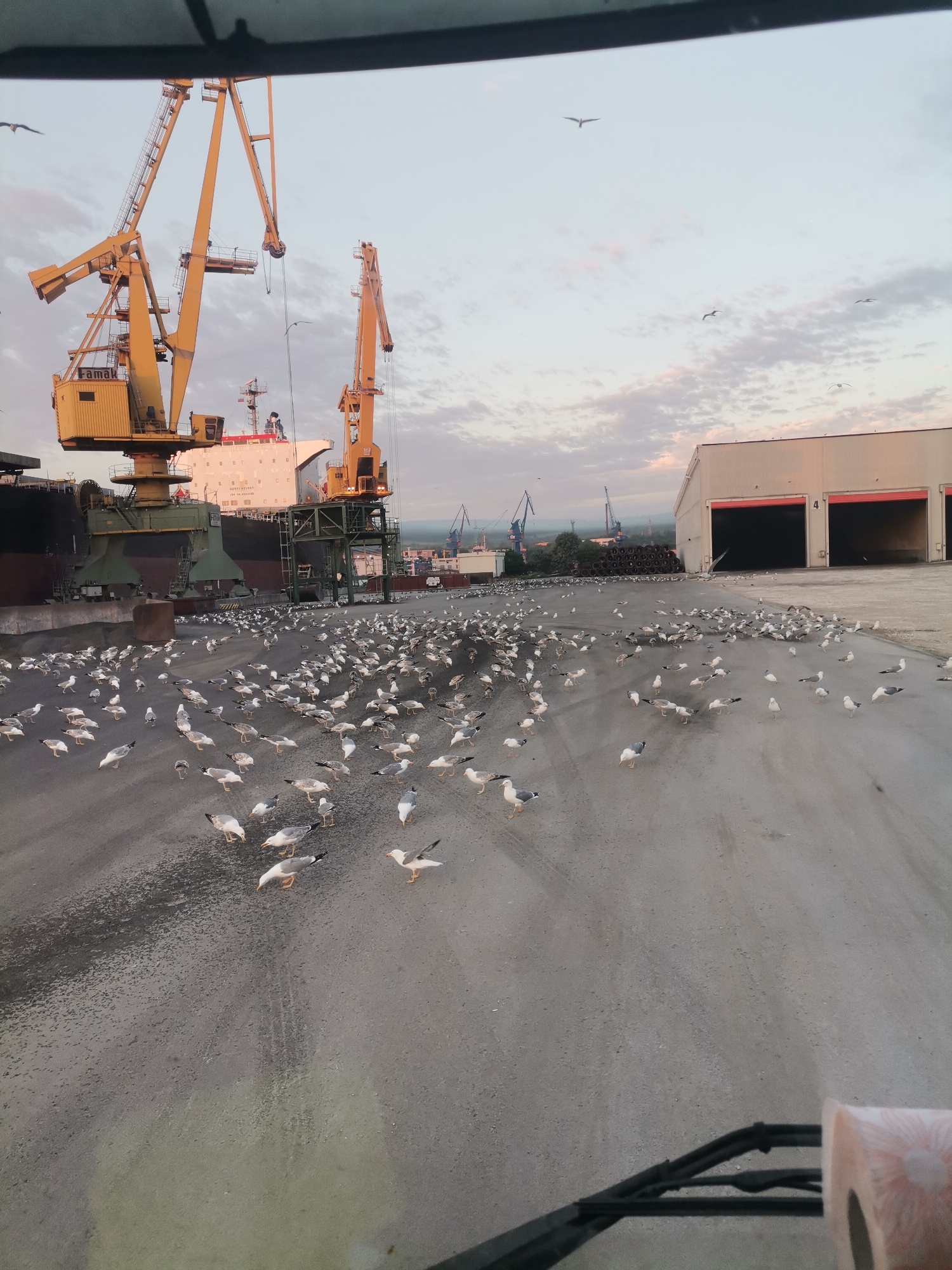 Seagulls flock at industrial port in Ezerovo, Bulgaria