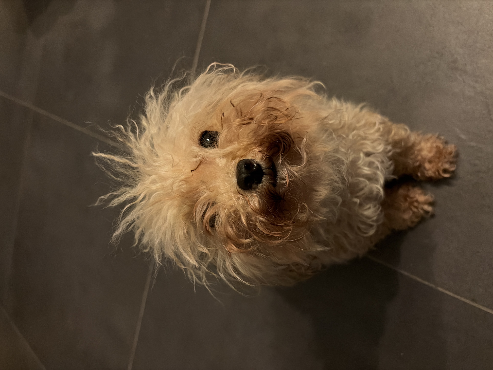 Small dog observed on tiled floor in Paleo Faliro