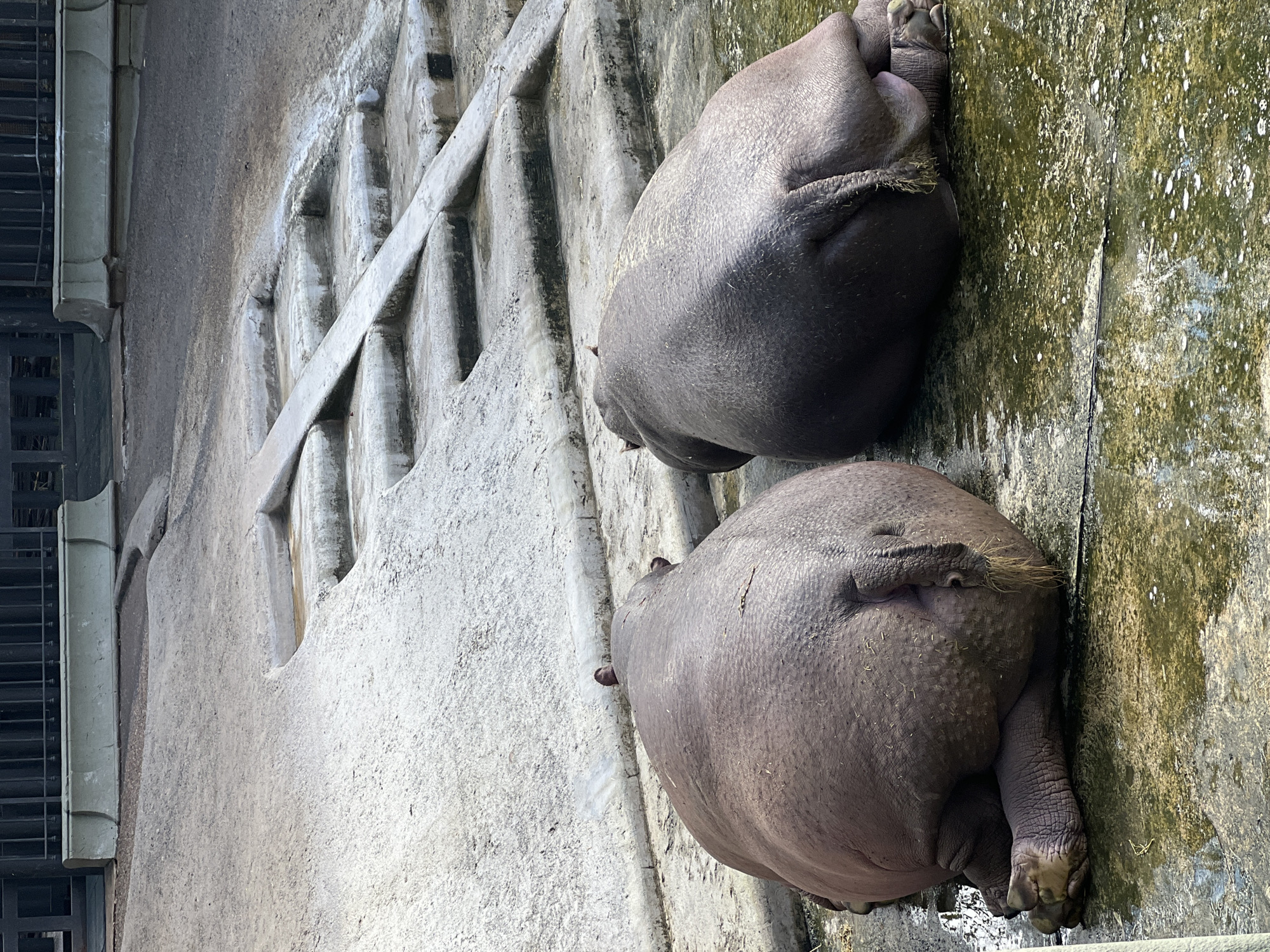 Buenos Aires Zoo Hippos and Street Life Captured