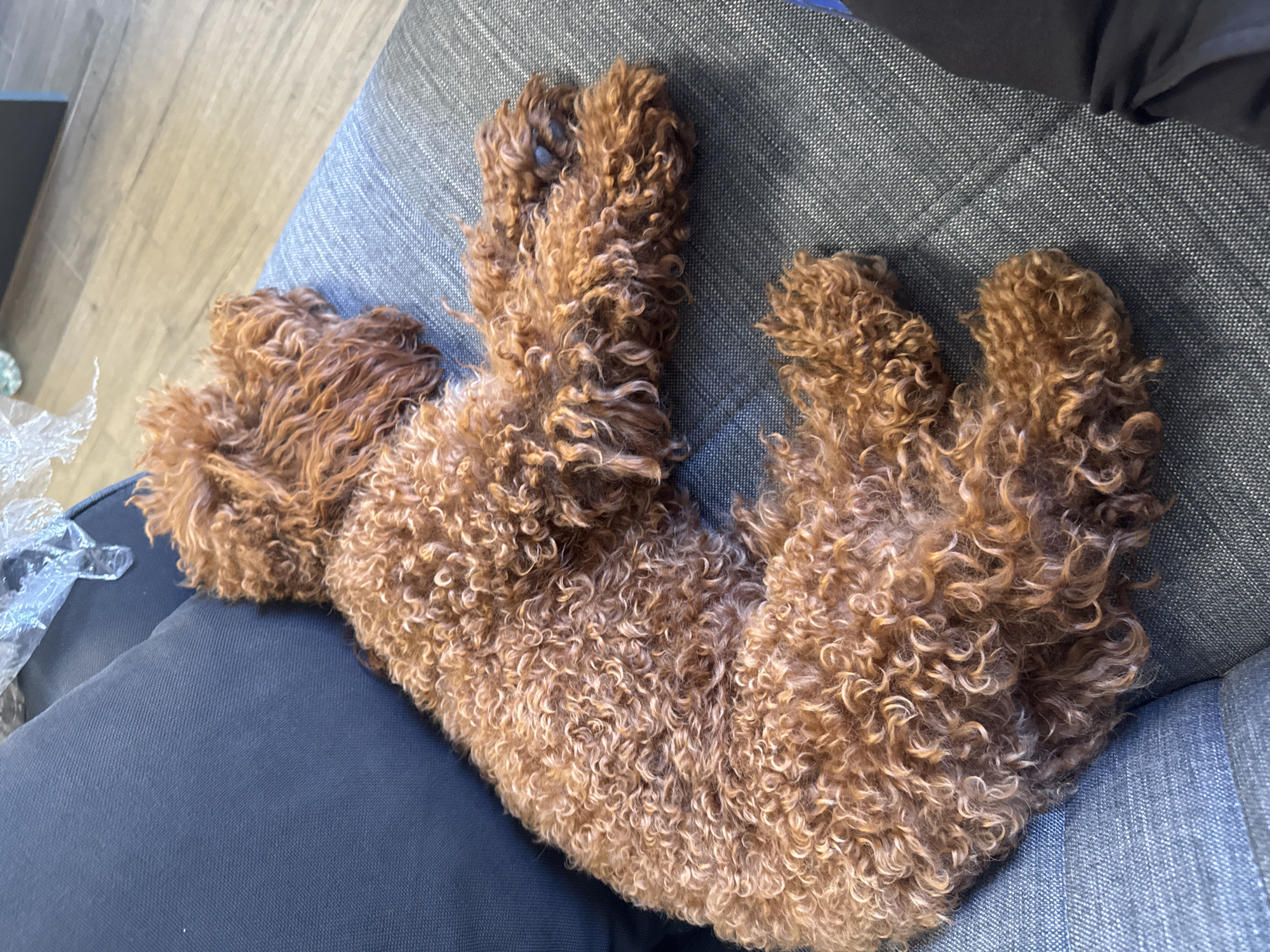 Poodle relaxes at home in Sofia residence