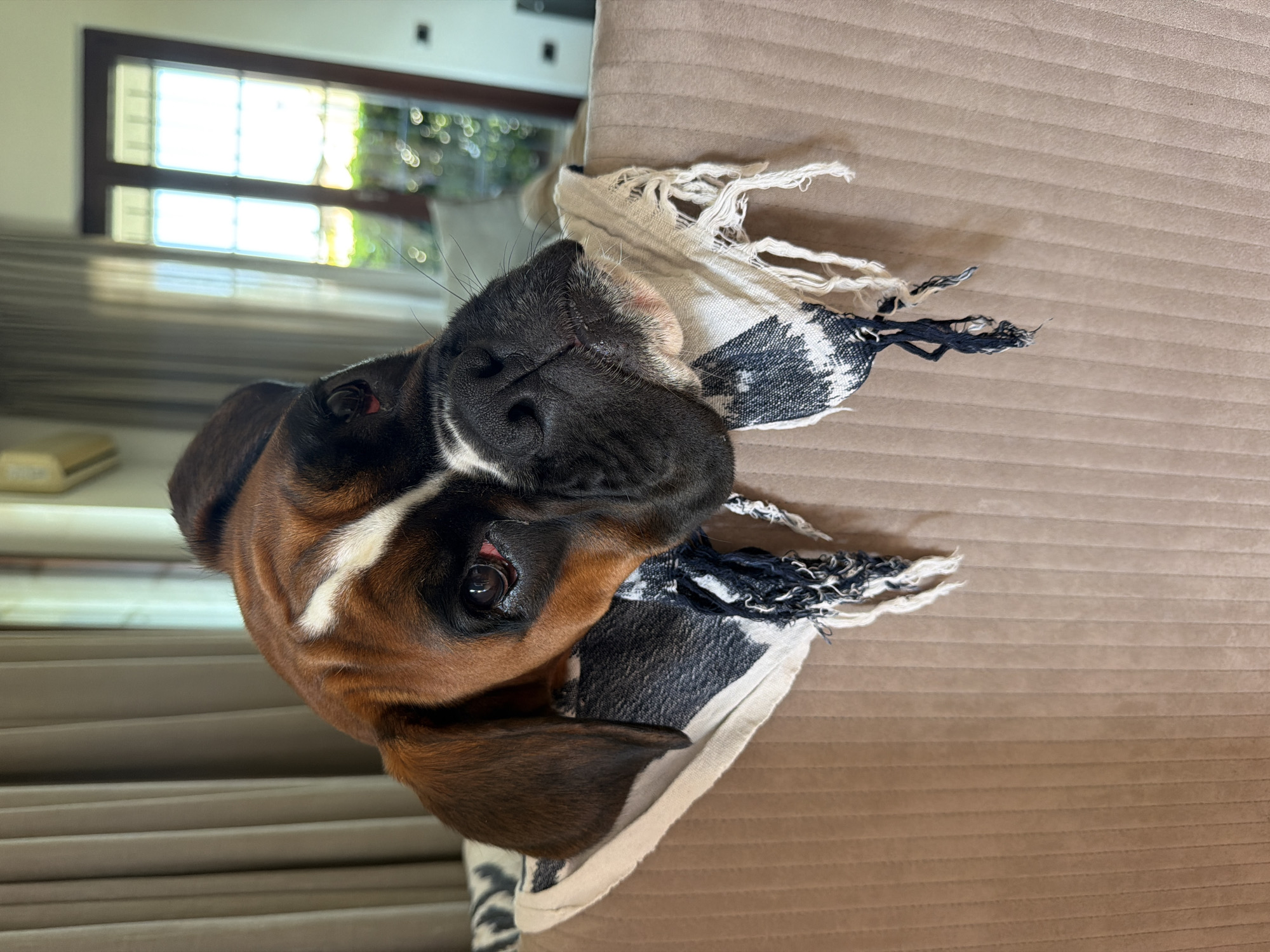 Boxer dog and manicured grounds captured in Lissone, Italy