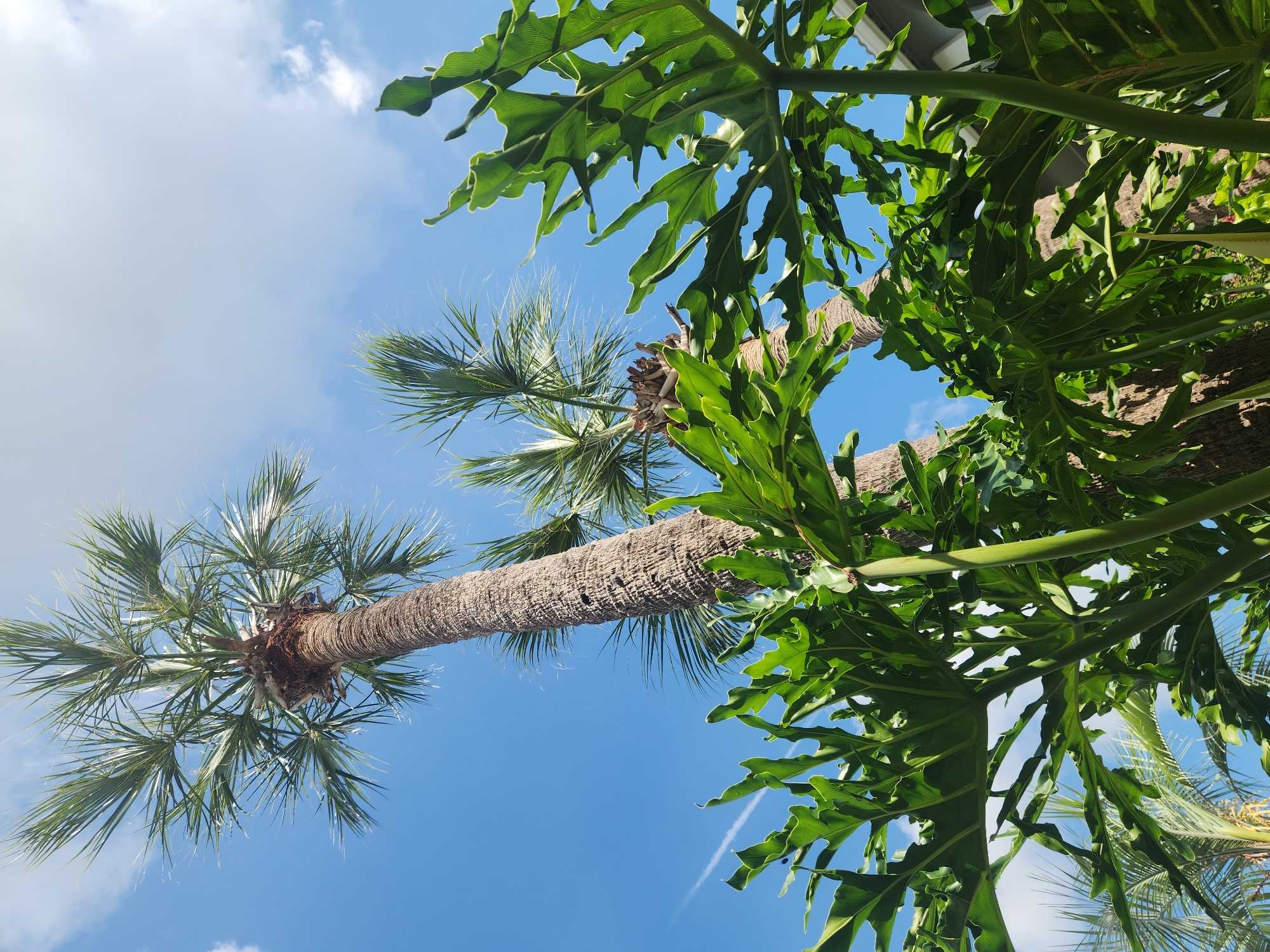 Florida garden walk: flowers, palms, and summer skies