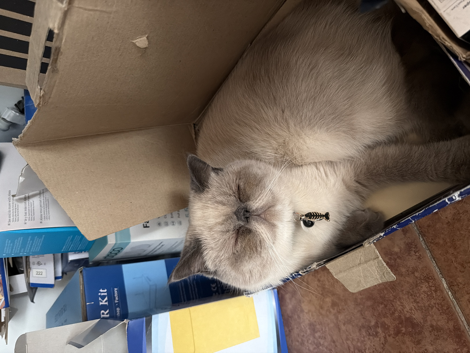 Cat sleeps in cardboard box in Mexican town