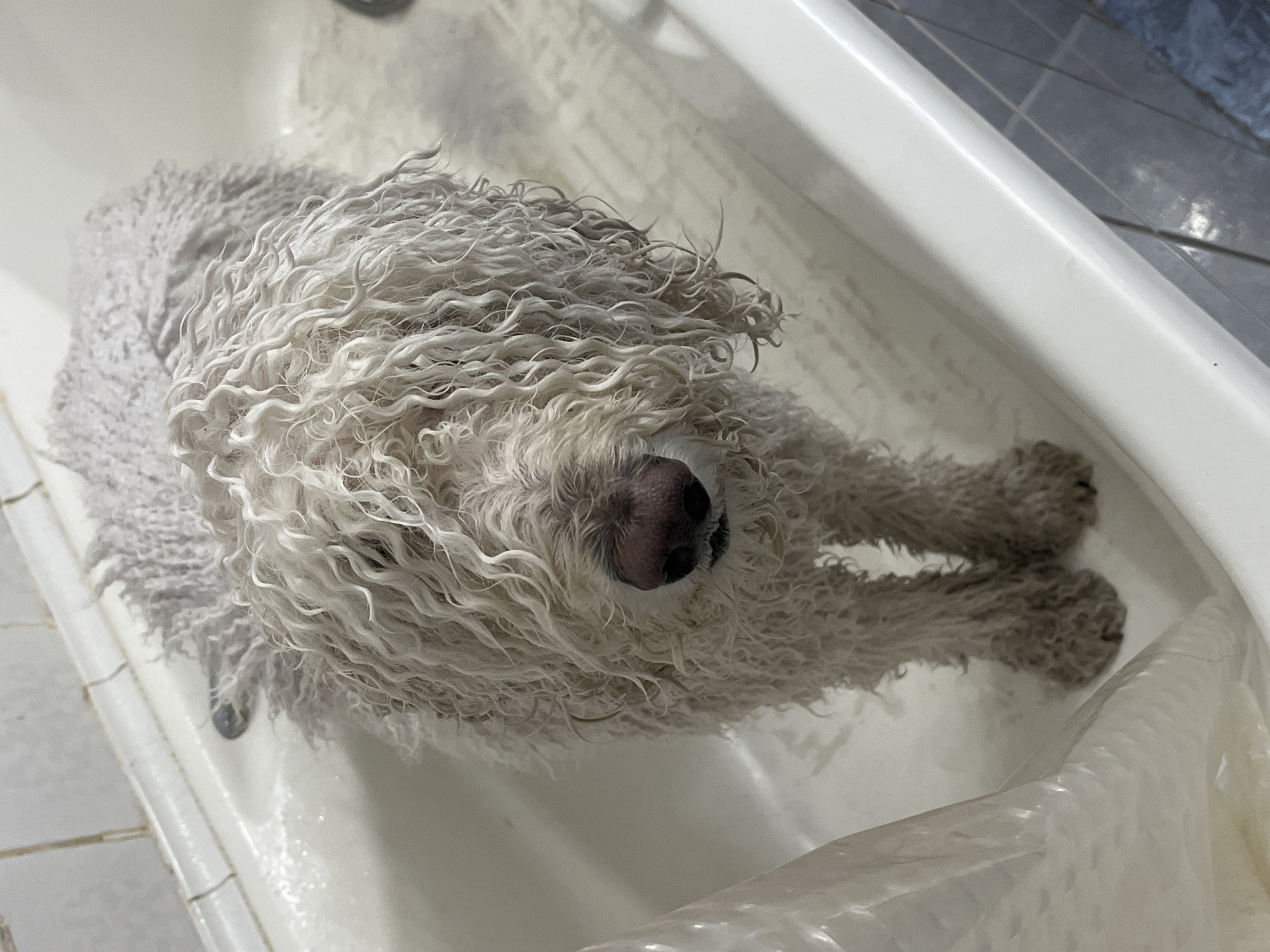 Dog gets bath in white tub with shower head