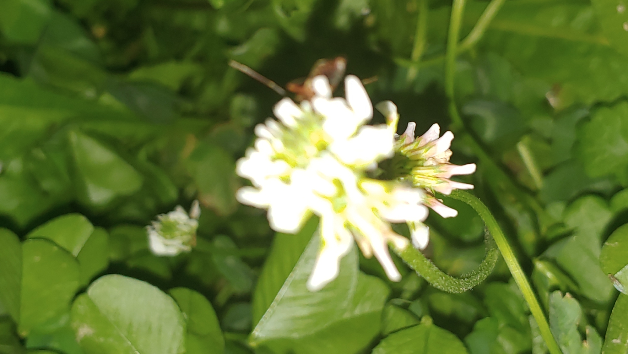 Macro nature details and bokeh light experiments in Mukachevo