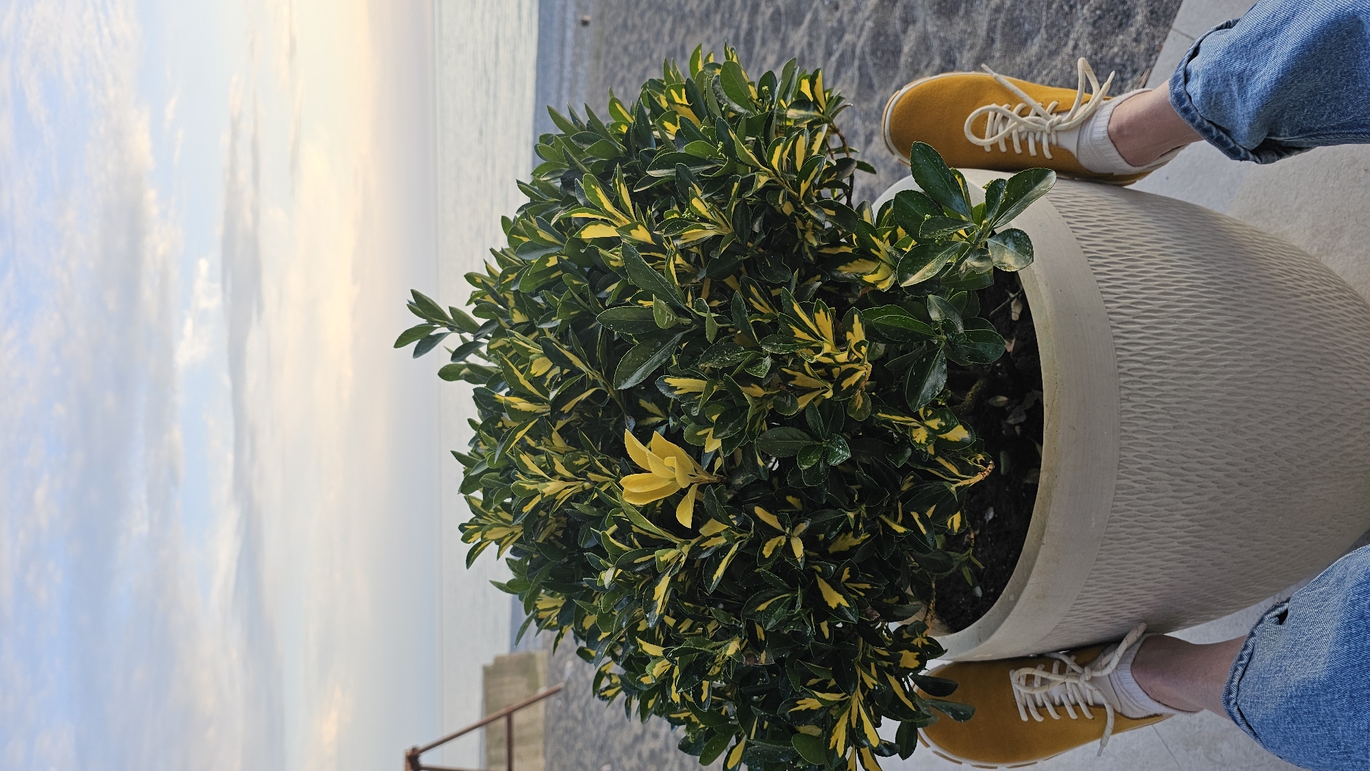 Person touches potted plant in Gagra, Abkhazia