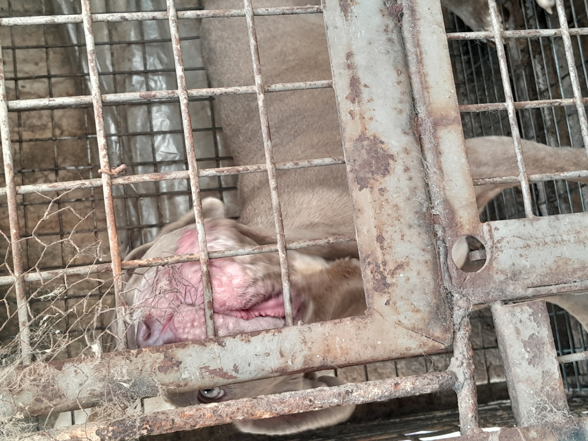 Caged dog spotted with apparent irritation in Jos, Nigeria