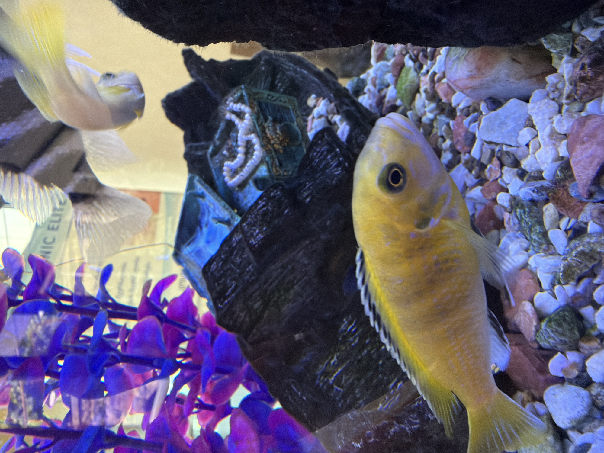 Aquariums, street scenes, and daily stops around Tbilisi