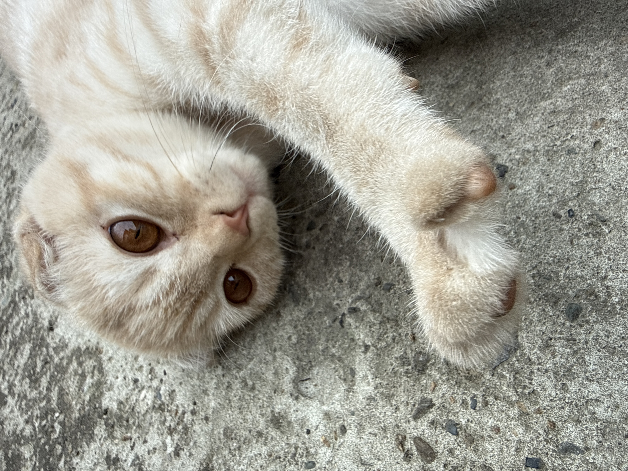 Scottish Fold kitten relaxing on concrete in Gorno-Altaysk