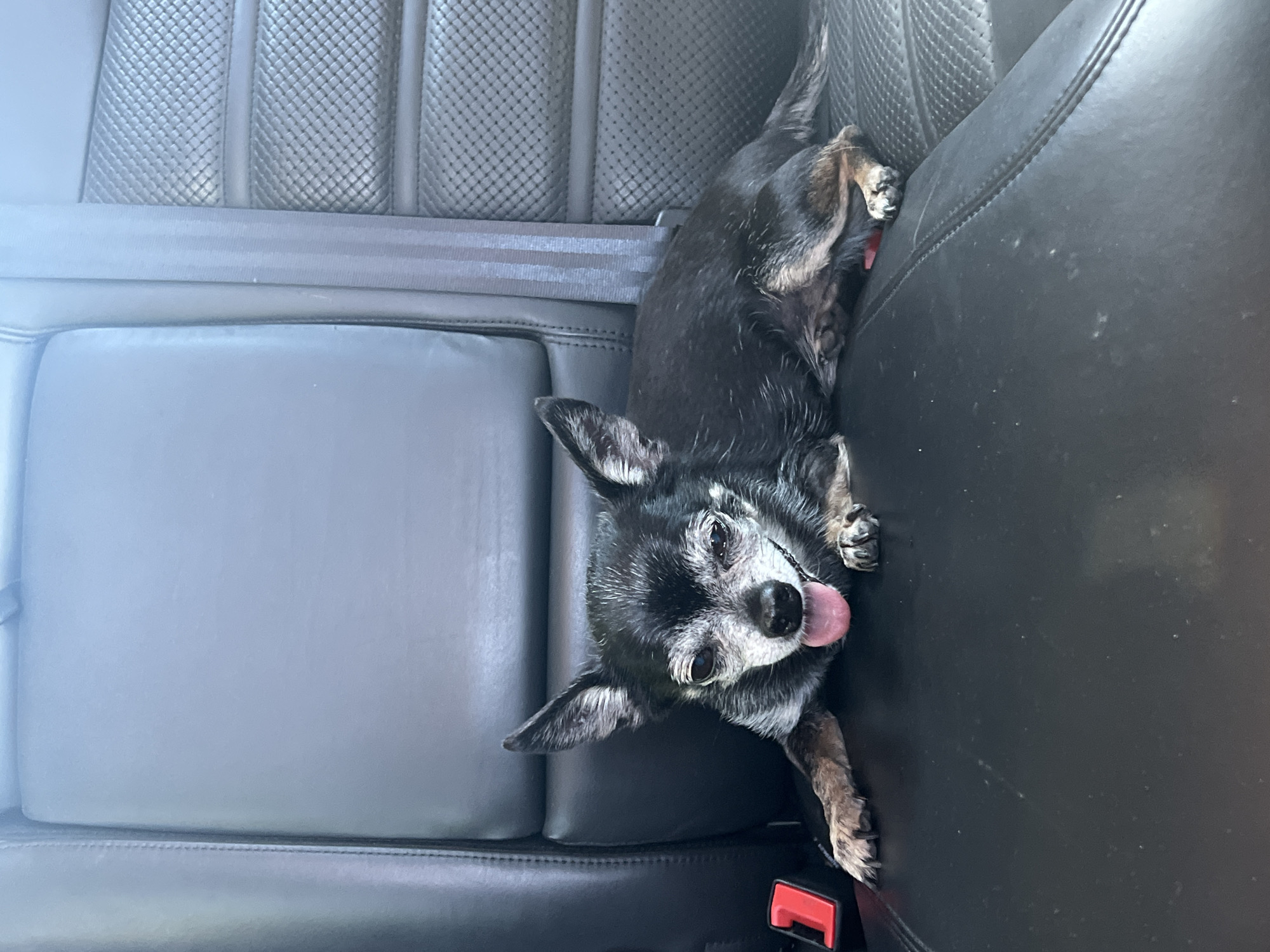 Chihuahua tags along on a sunny rural road trip
