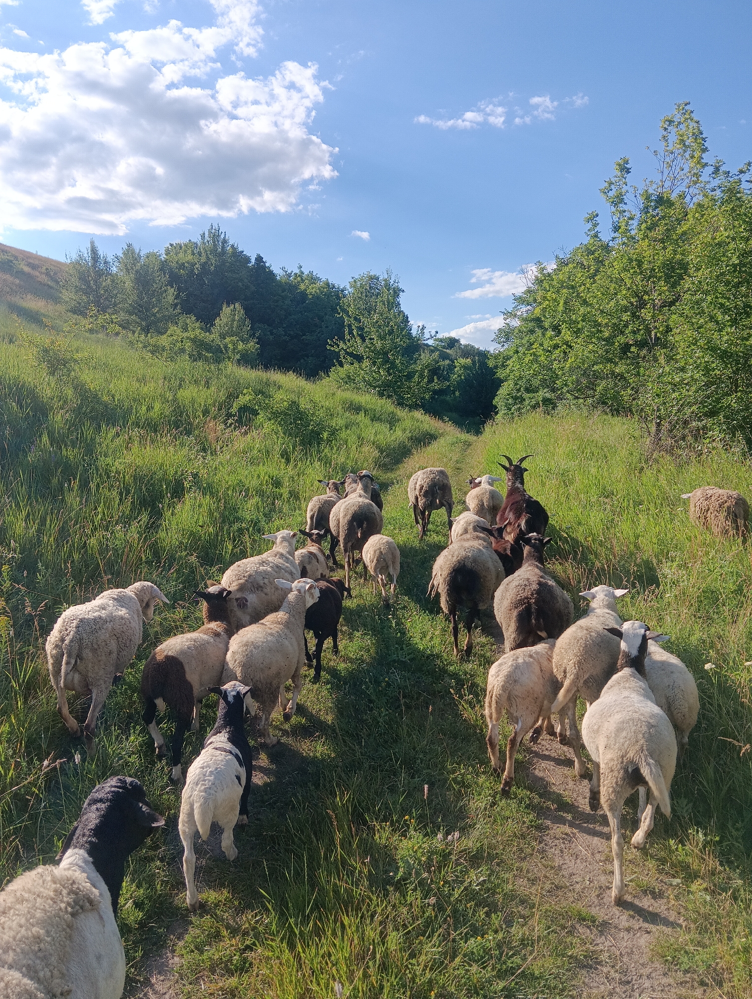 Sheep and goats roaming grassy hills on a sunny afternoon