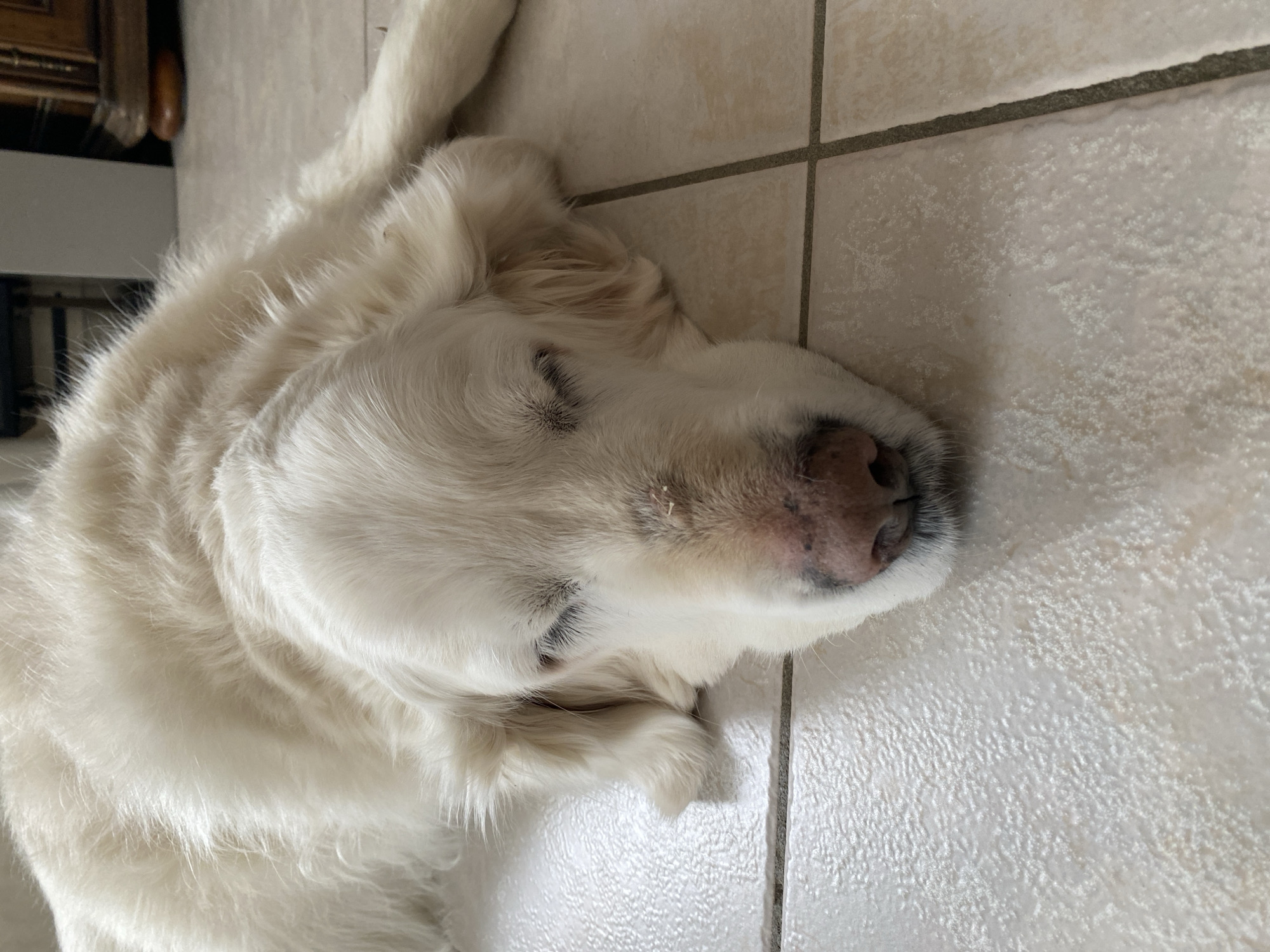 Golden Retriever rests on tiled floor in Truchtersheim