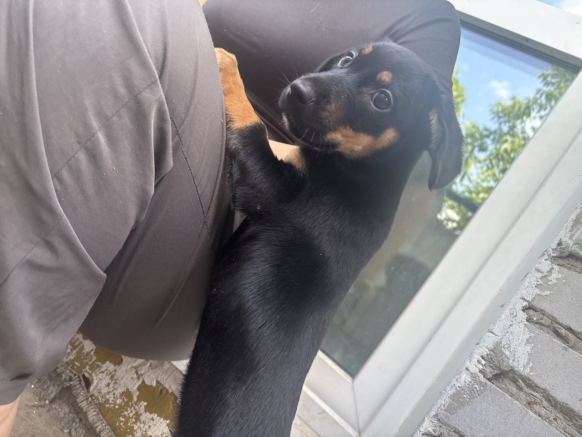 Dachshund puppies at home in Birobidzhan, Russia