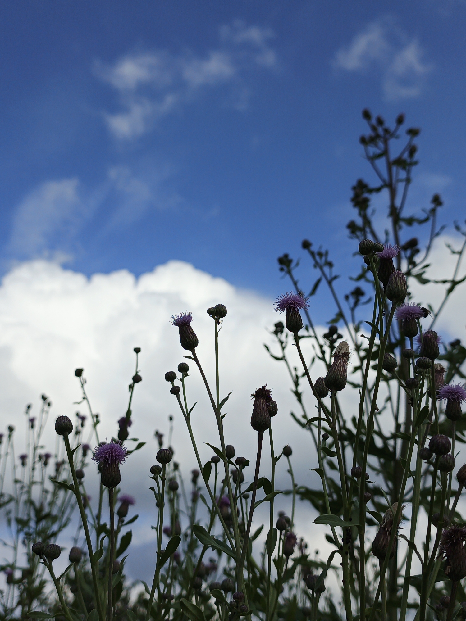 Summer morning in a Russian village — wildflowers, dirt roads, local life