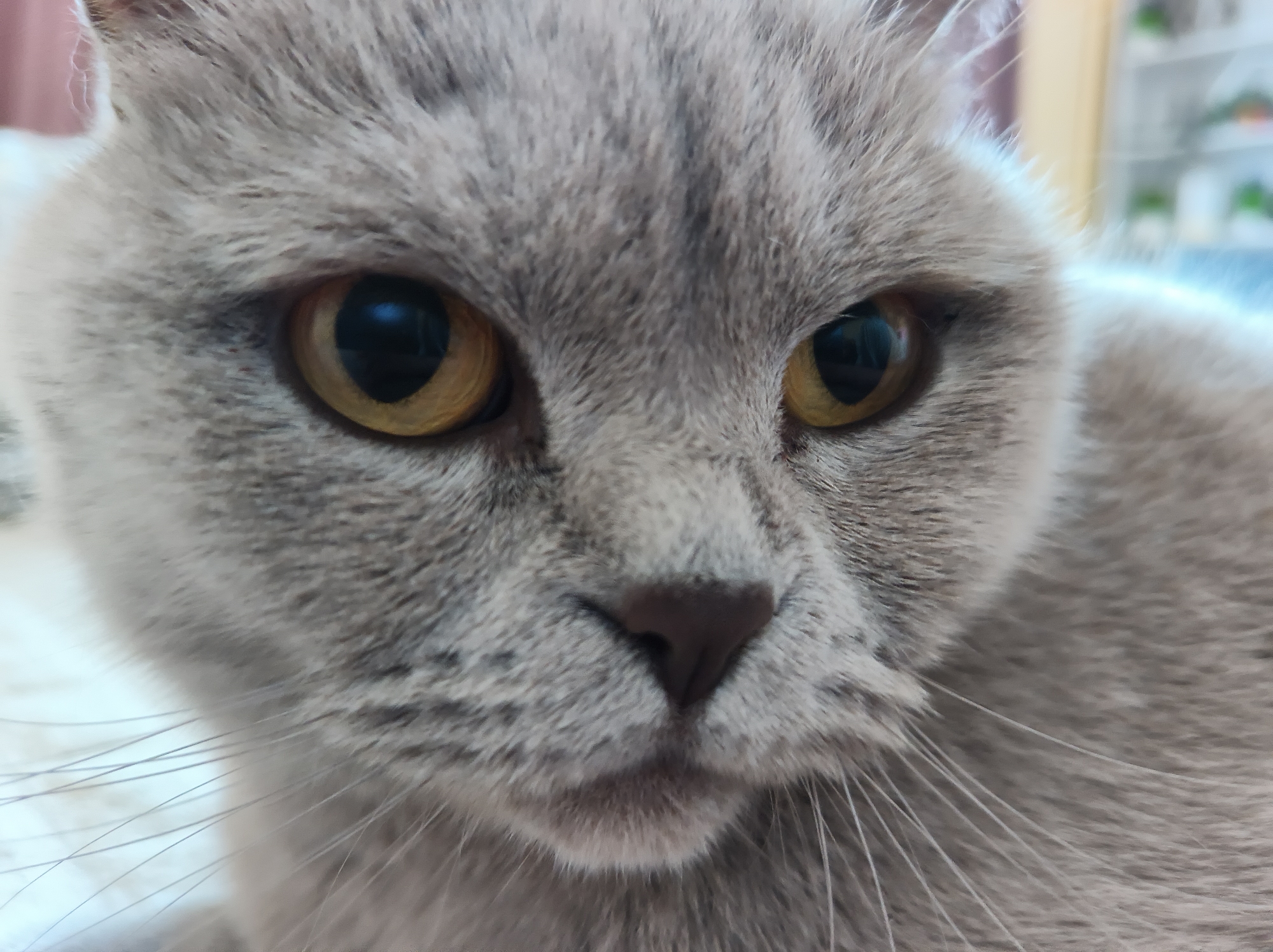 Gray cat documented grooming and resting in Ternopil home