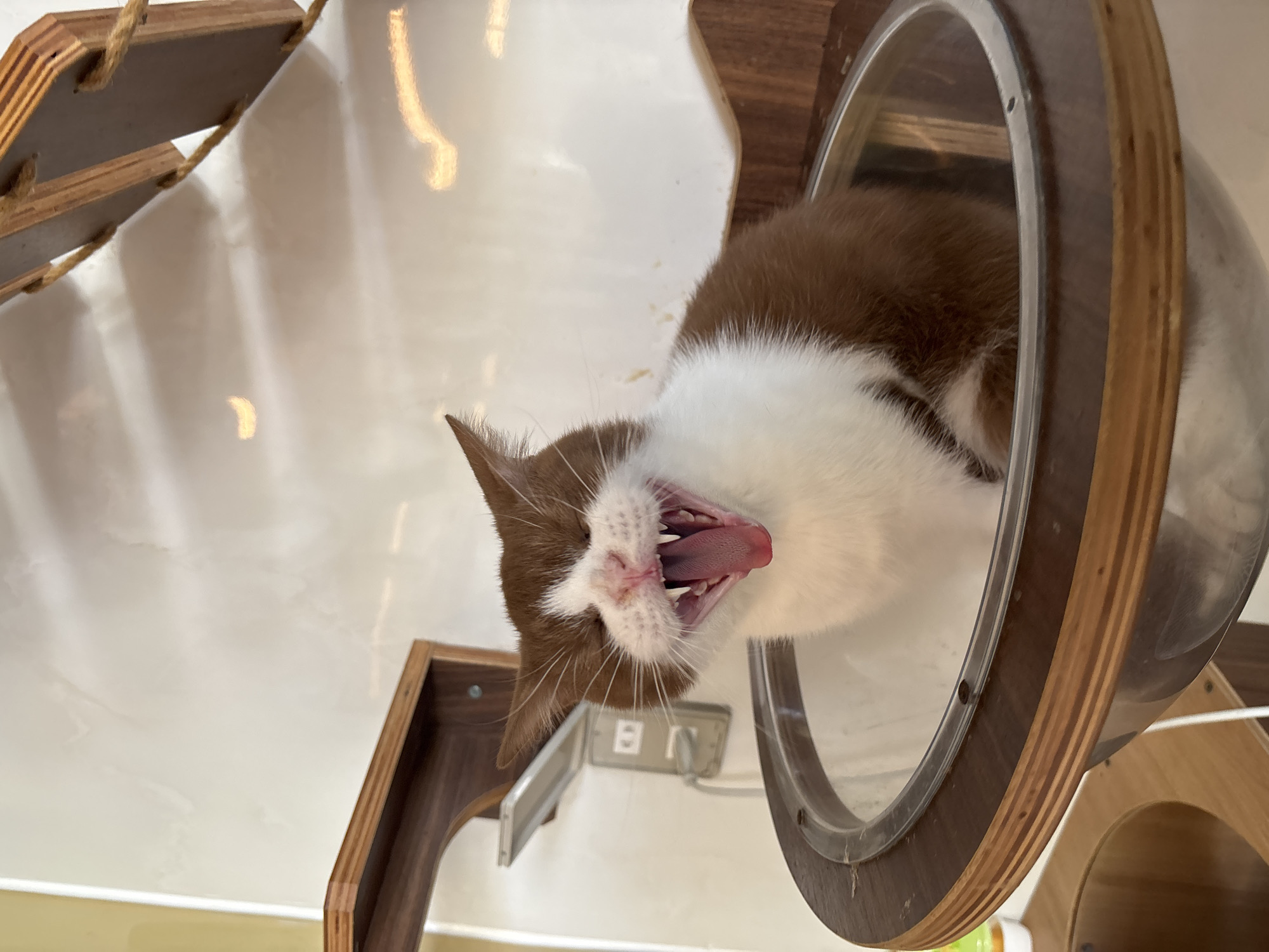 Morning scenes captured at cat cafe in Đà Nẵng