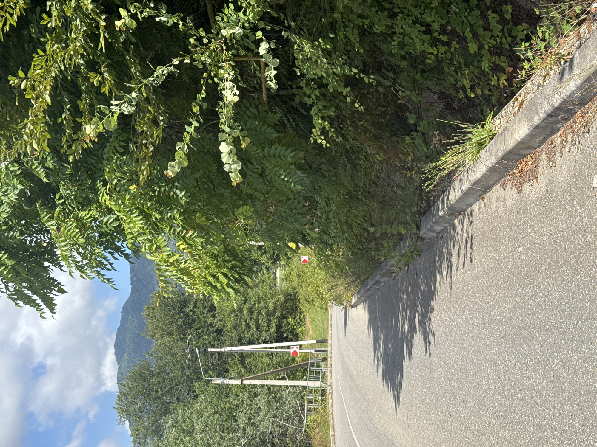 Tree-lined rural road in Plastunka on a sunny morning