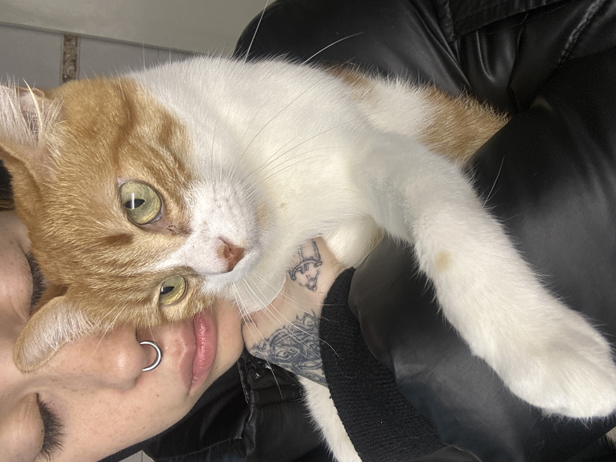 Person photographs cat and cryptic message in Buenos Aires
