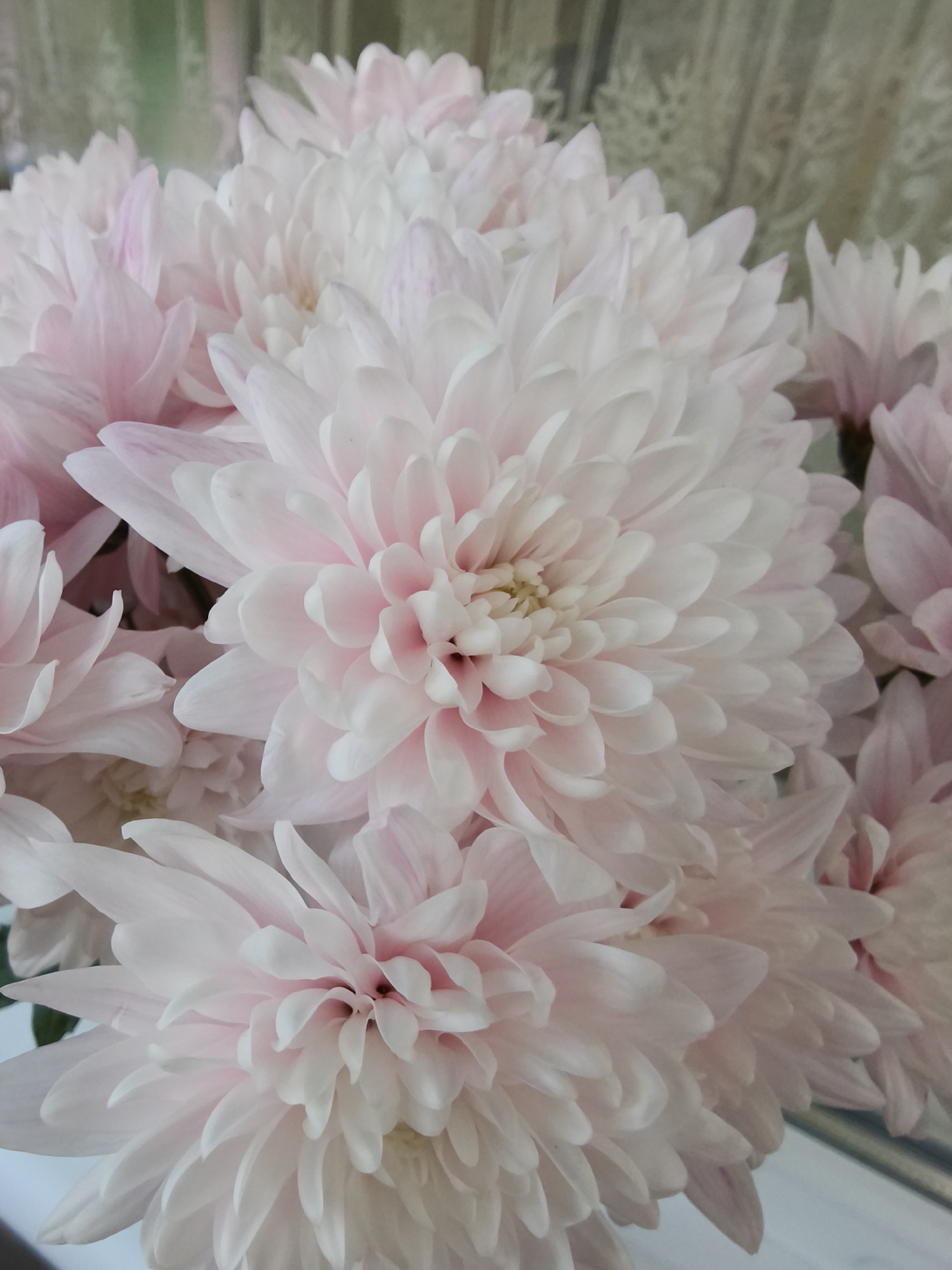 Flowers and cityscapes captured during afternoon in Kryvyi Rih
