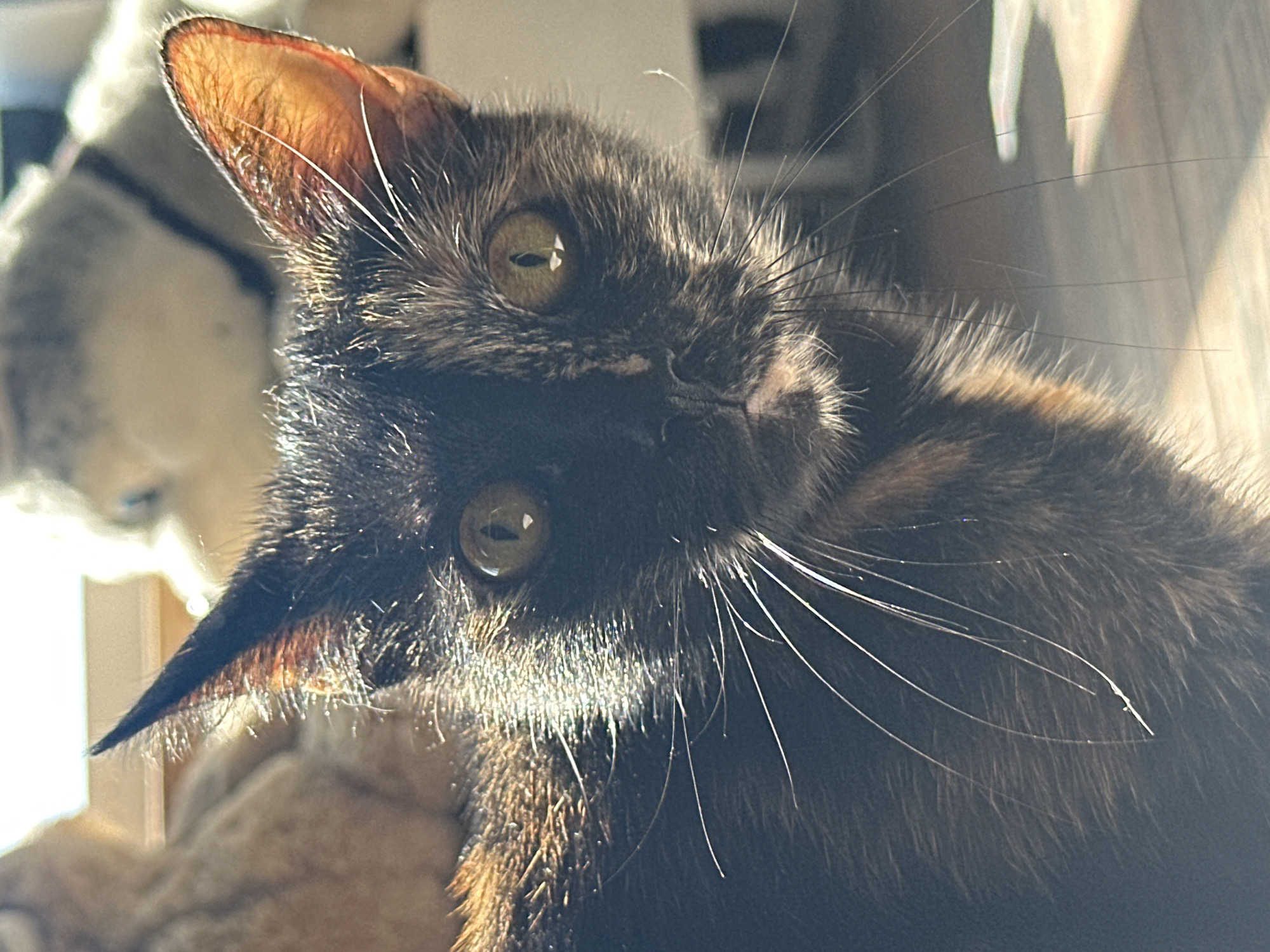 Tortoiseshell cat in morning light, Virki