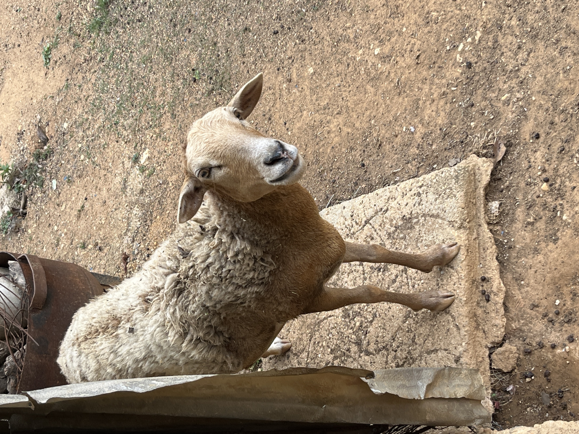 Farm animals spotted in outdoor area in Tinaquillo Venezuela