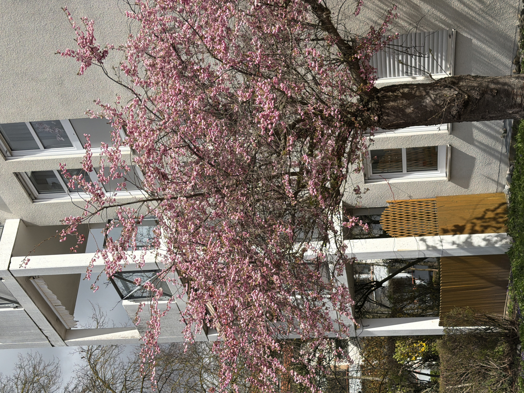 Spring blooms arrive in Ulm residential area