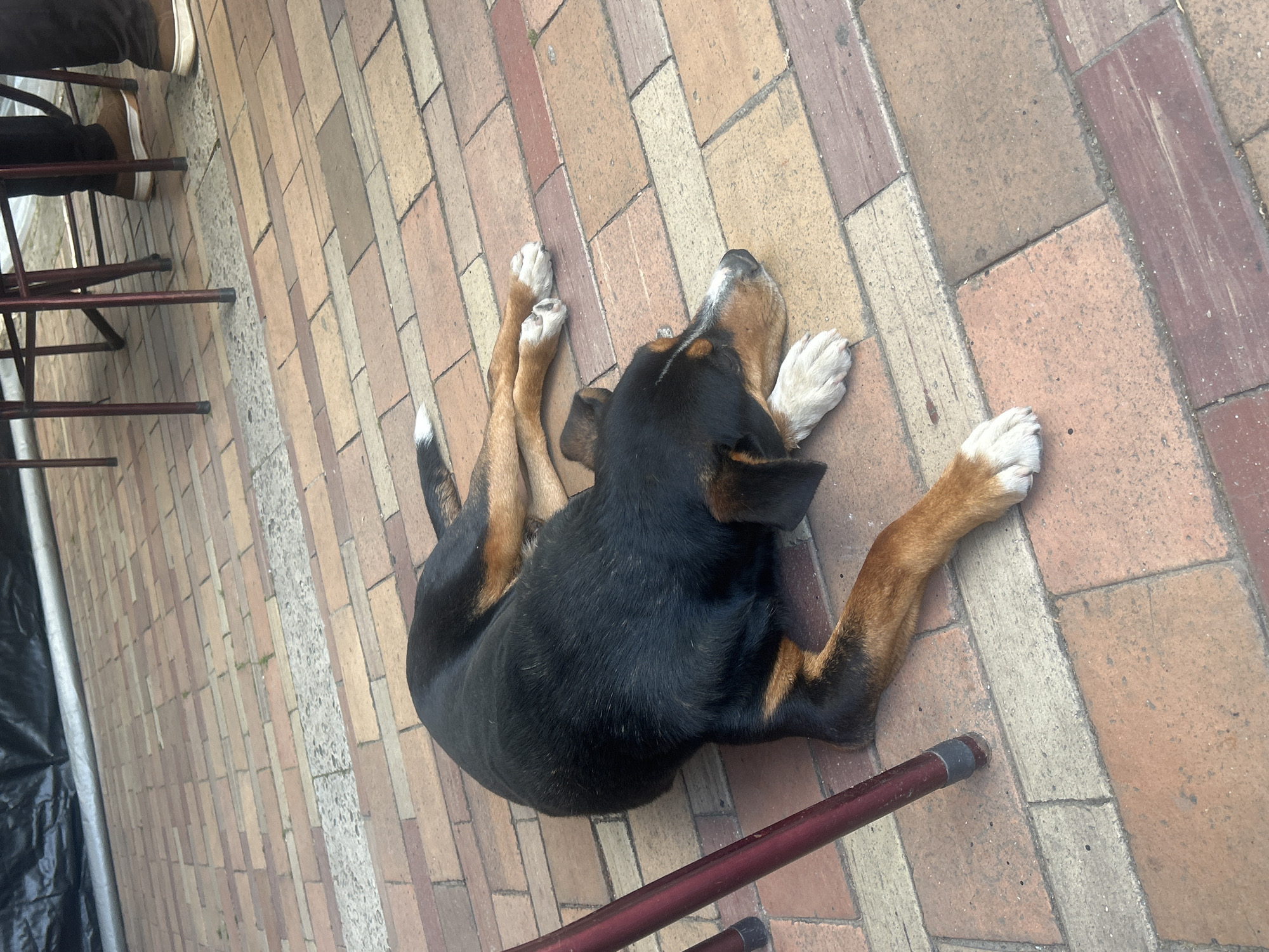 Dog rests on brick walkway in Loznitsa, Bulgaria