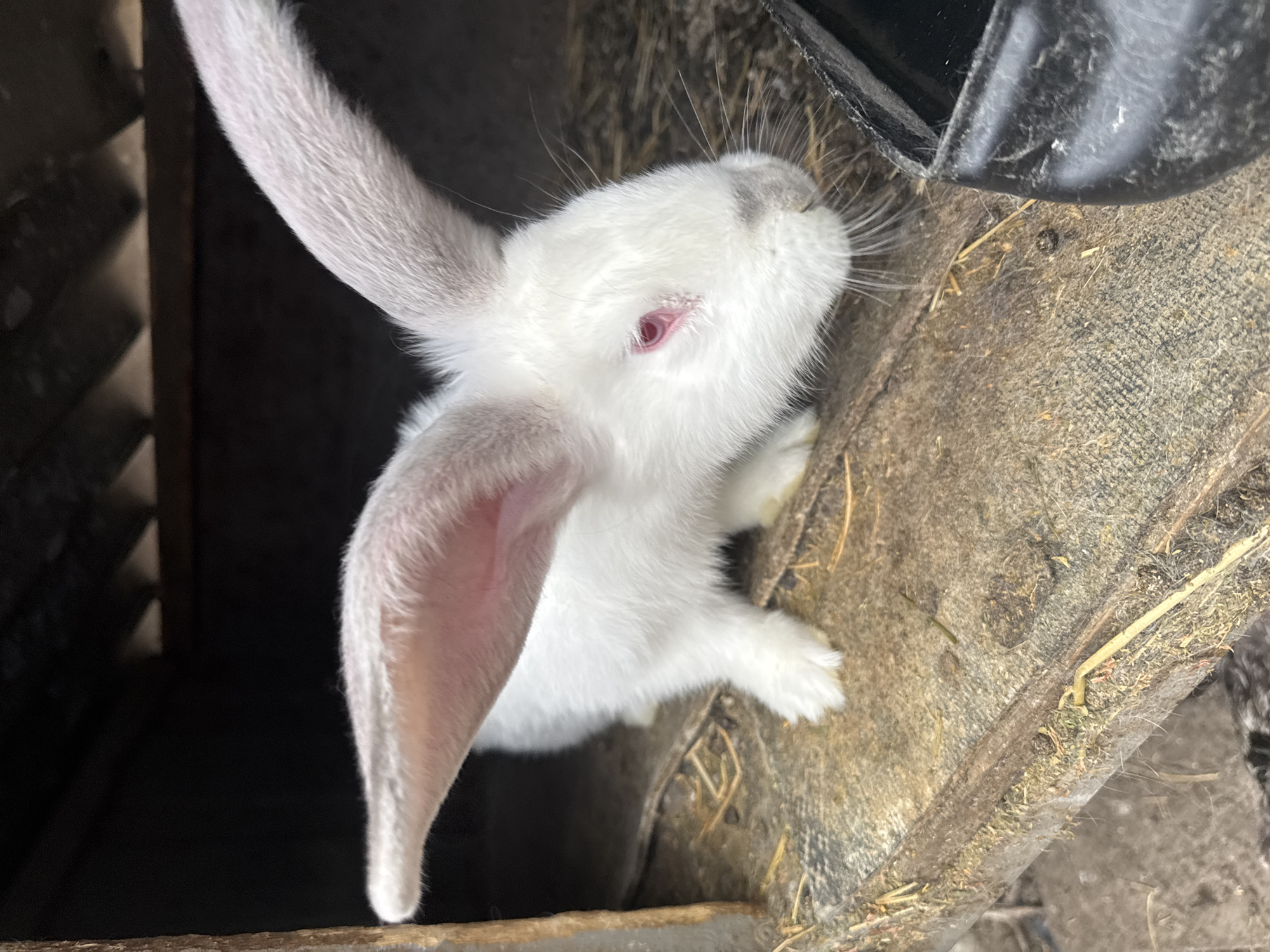 White rabbit spotted in hutch in Sarnevo, Bulgaria
