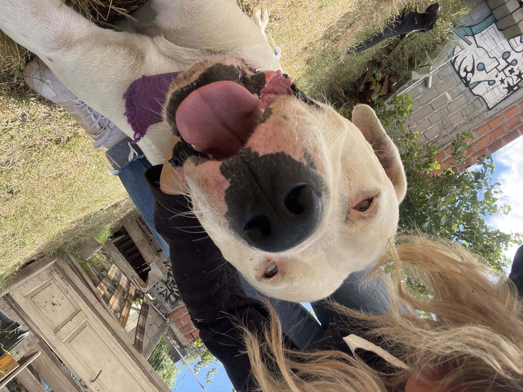 Person documents daily life with dogs and plants in Argentina