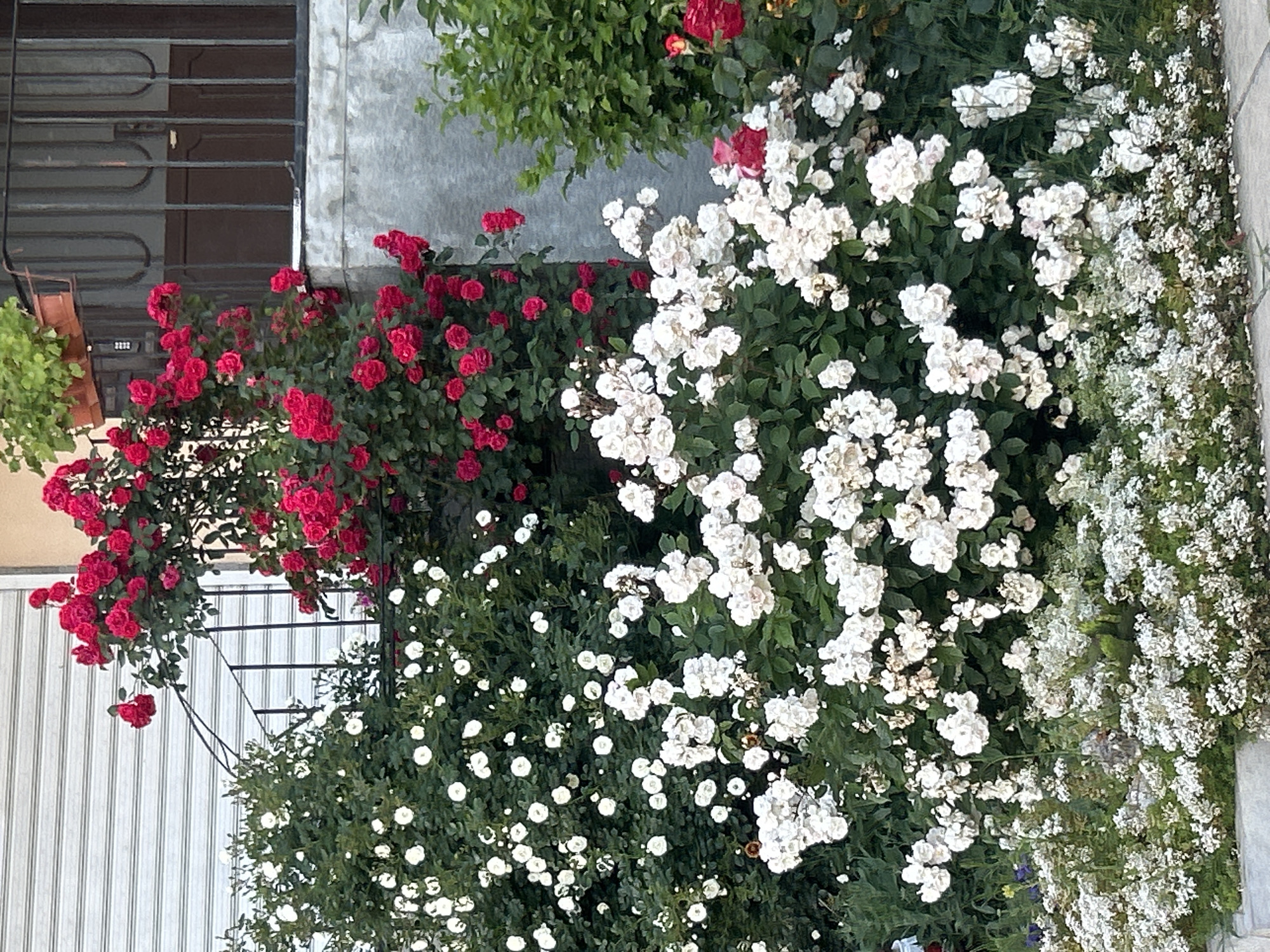 Urban garden scenes documented at unidentified location