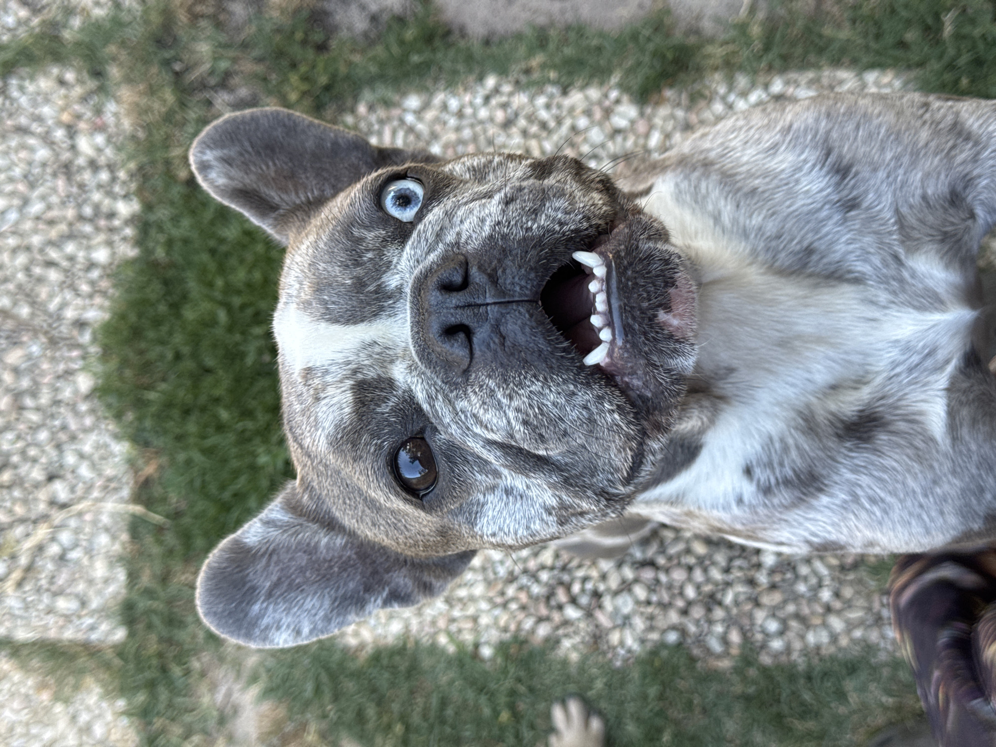 French Bulldog crew lounges in an Italian backyard