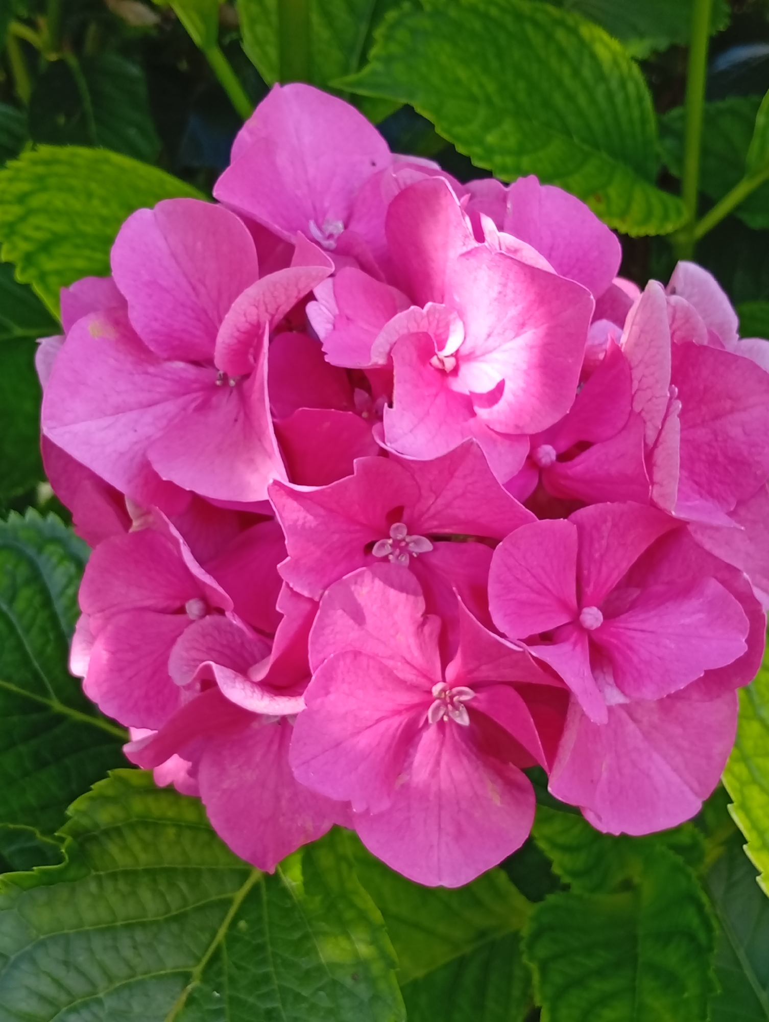 Bright pink hydrangeas in full summer bloom, Murten