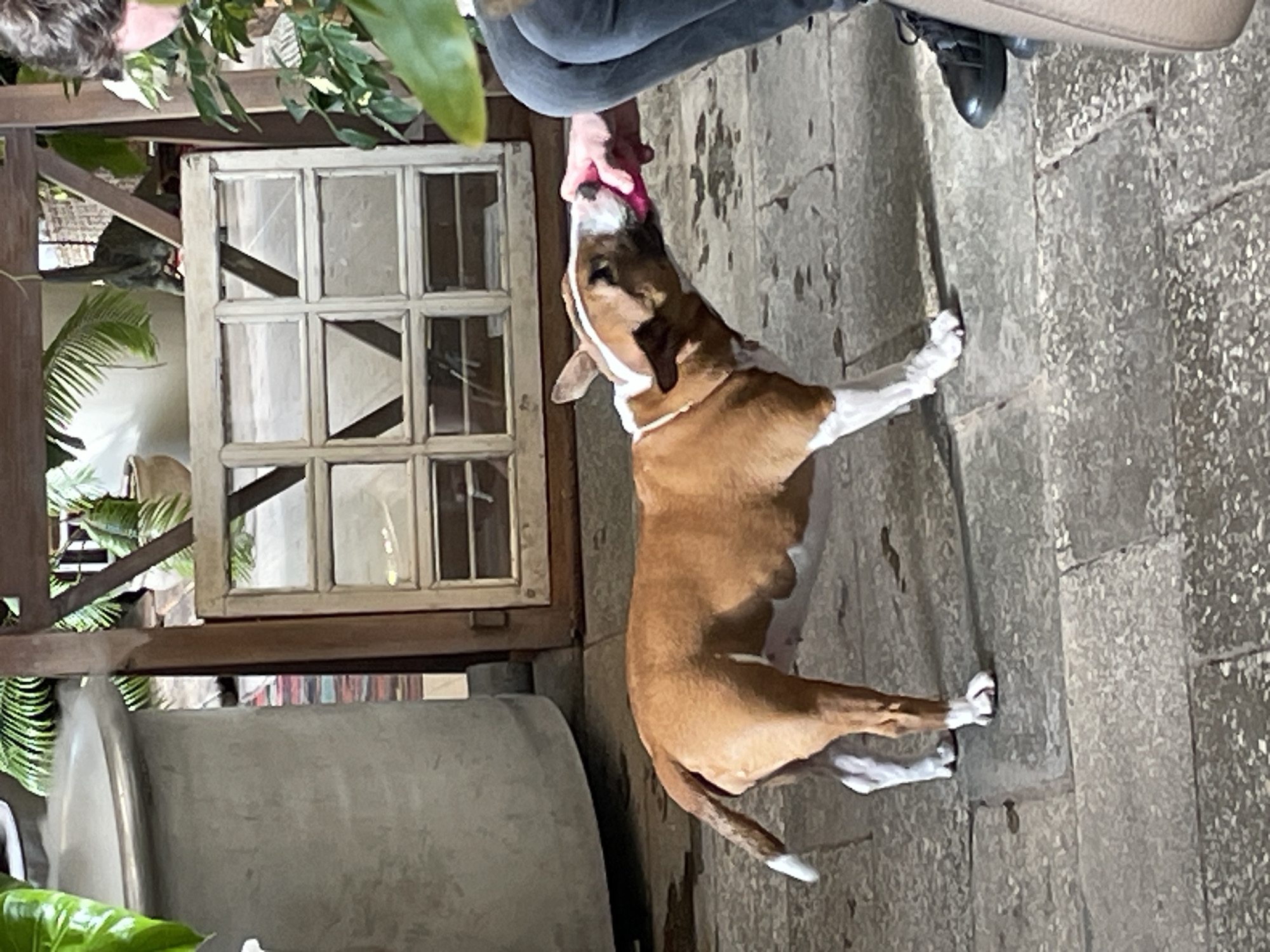 Person sketches with bull terrier at Saint Petersburg plant shop