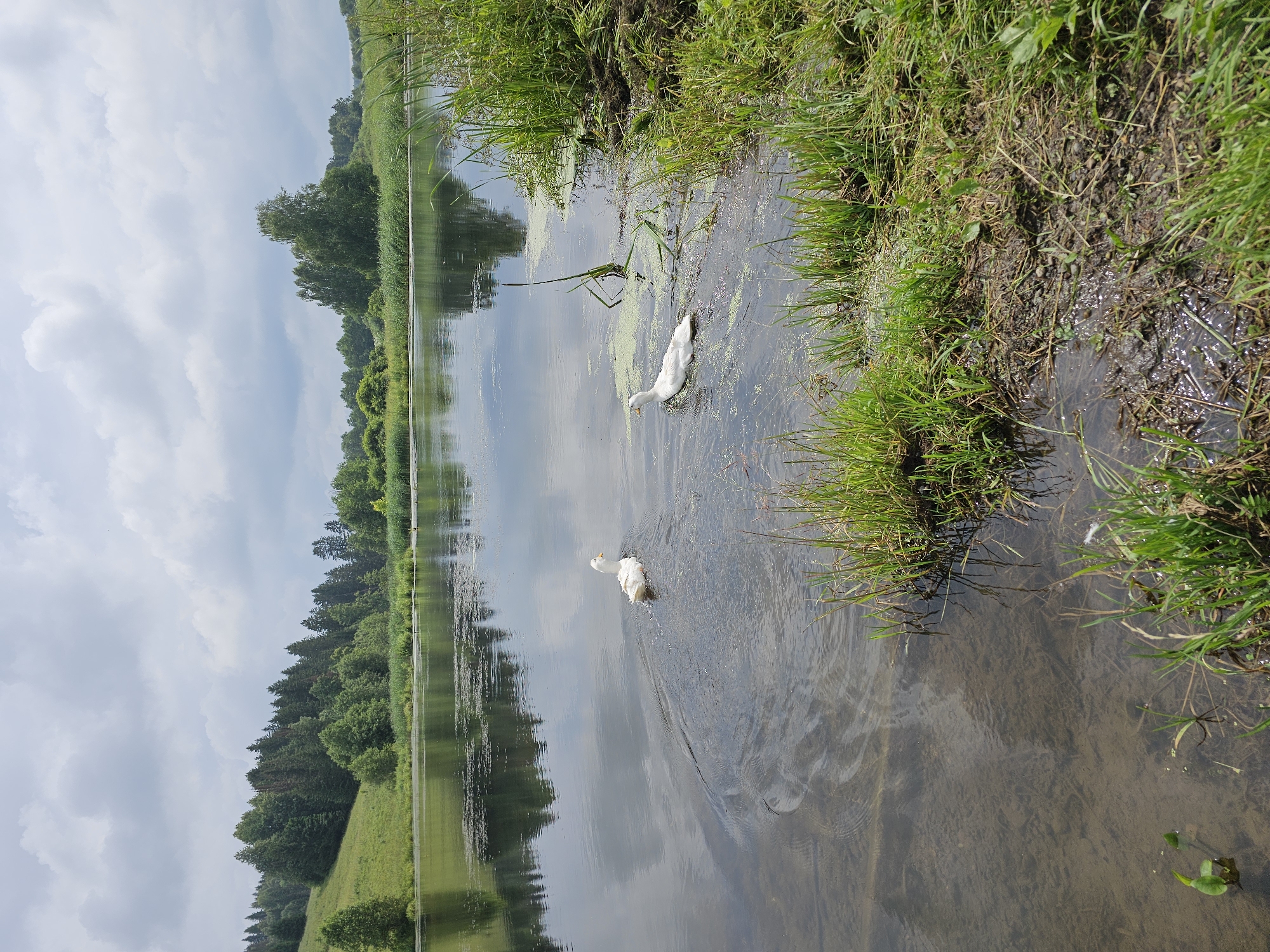 Fishing and foraging along a Kalinovka stream in summer