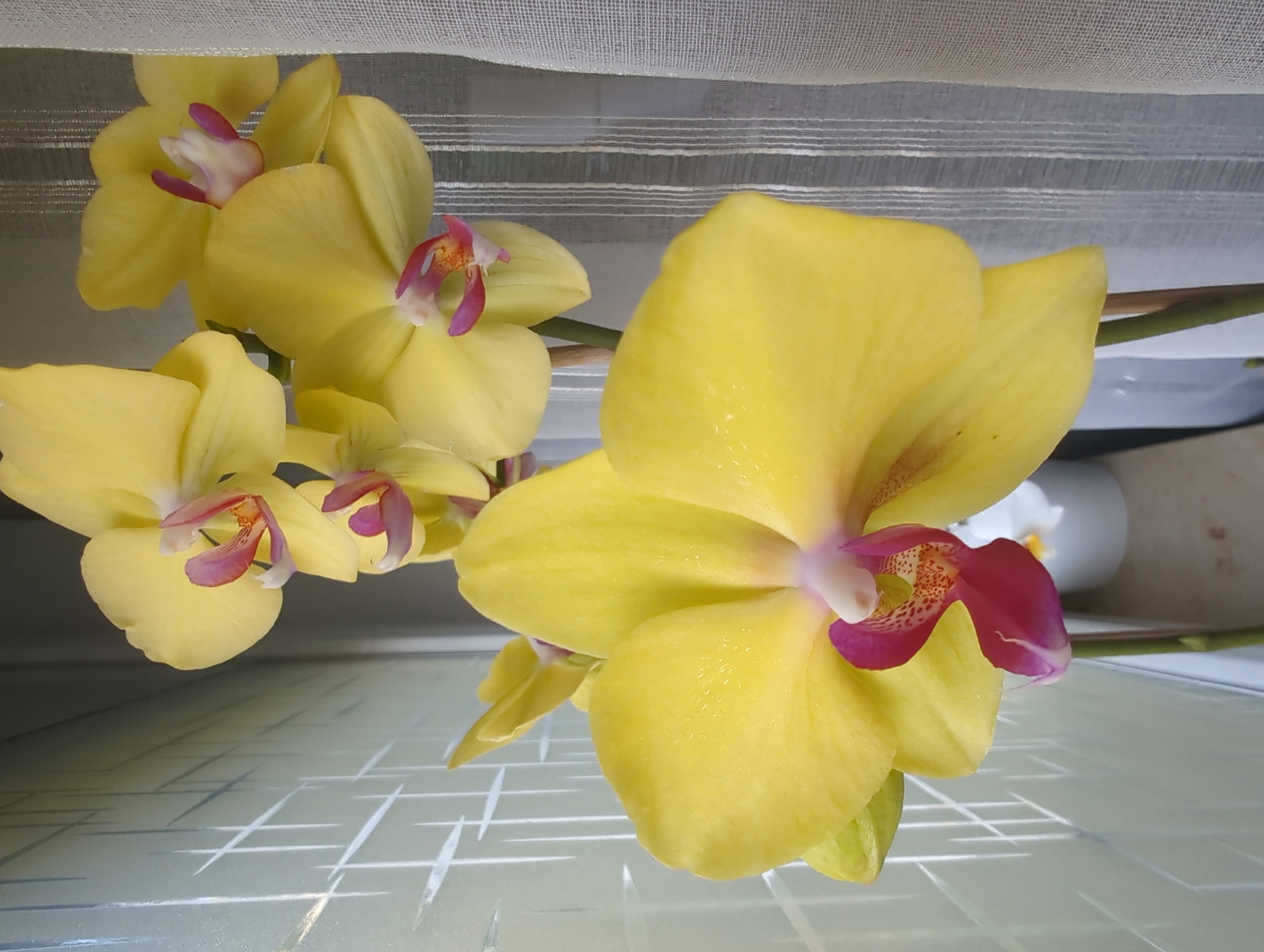 Orchids, a reed diffuser, and a summer morning in Iserlohn