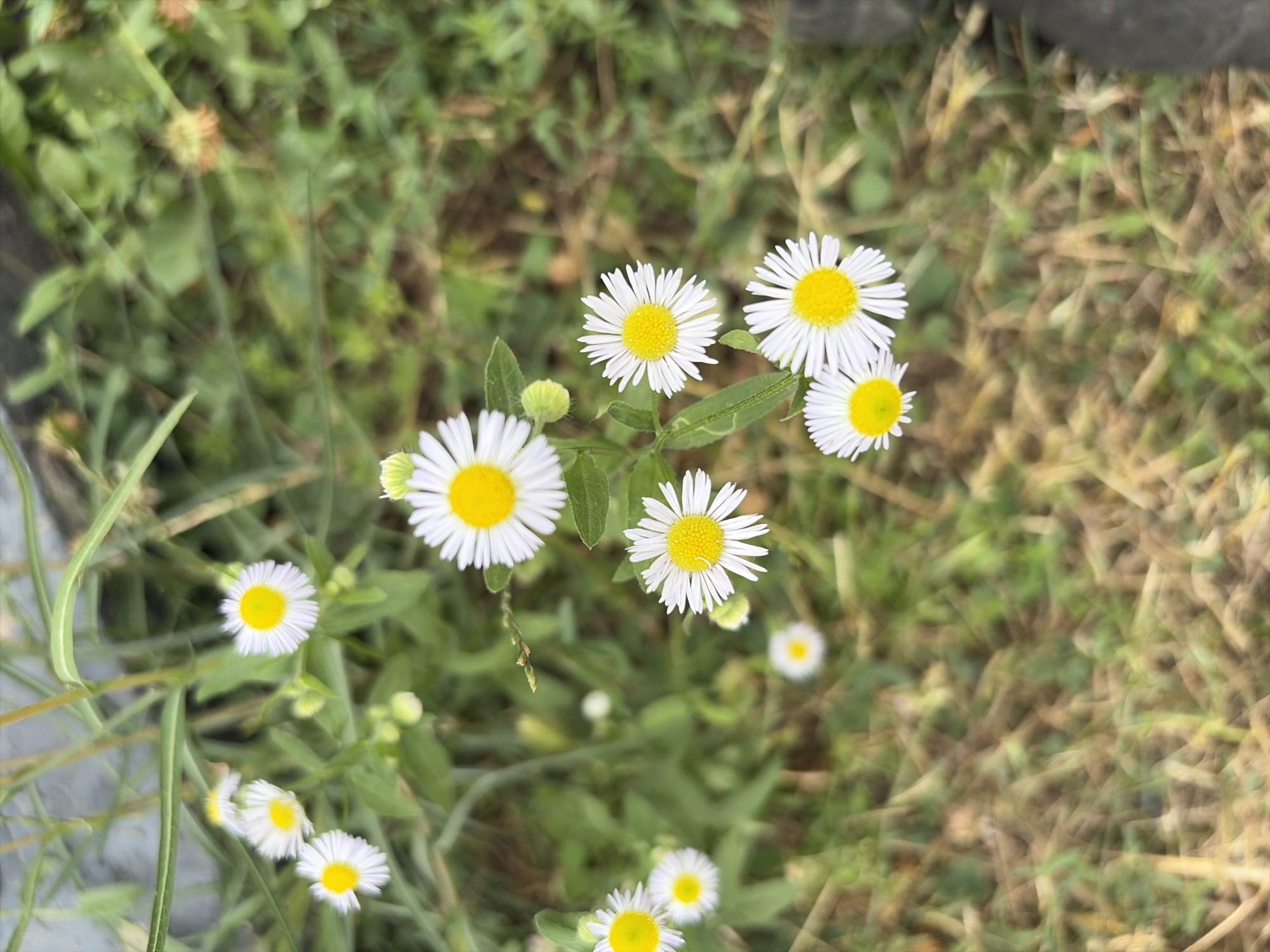 Oxentea, Moldova