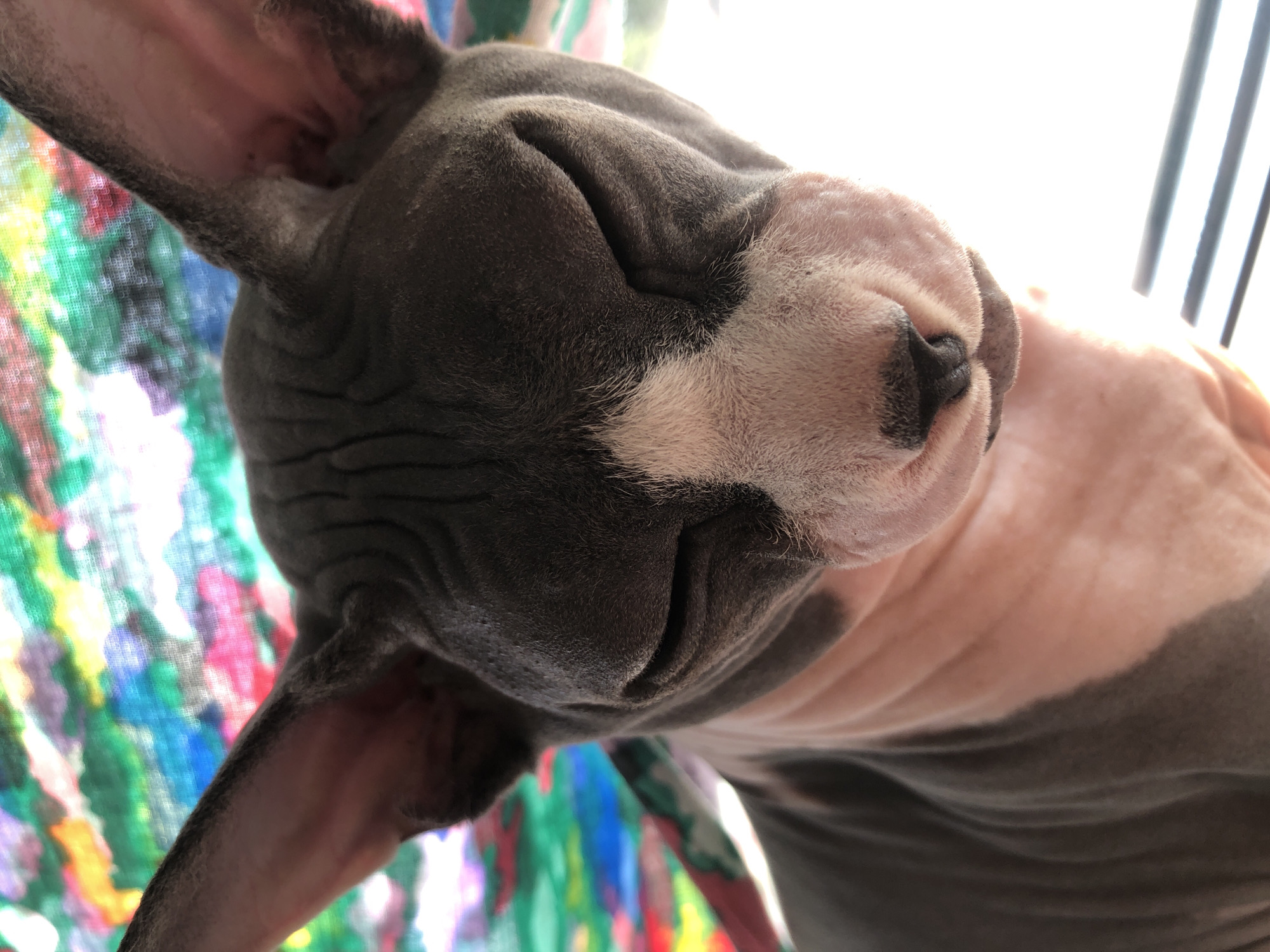 Sphynx cat lounges on a sunny windowsill all afternoon