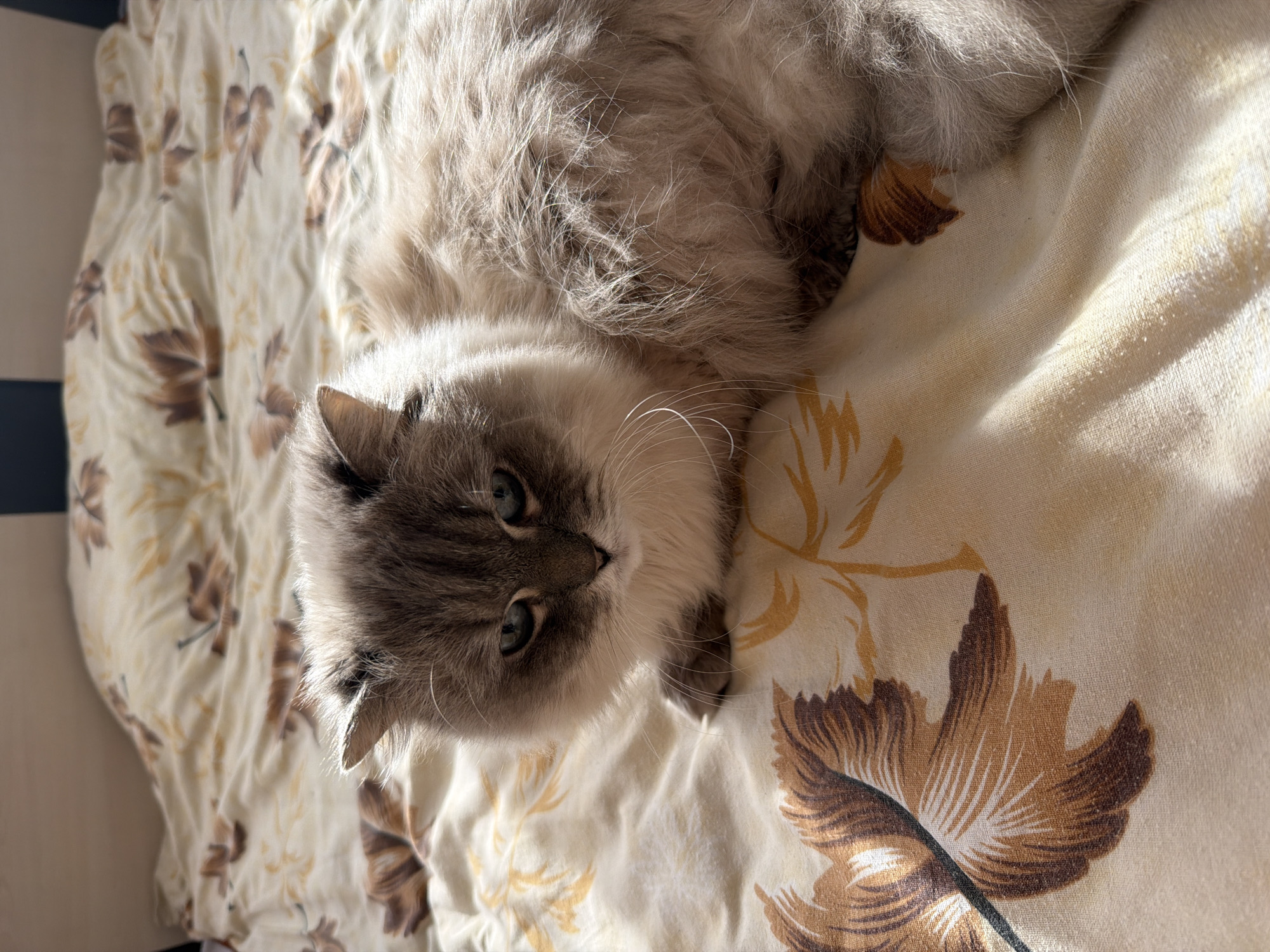 Quiet Sunday afternoon documented in Burgas home