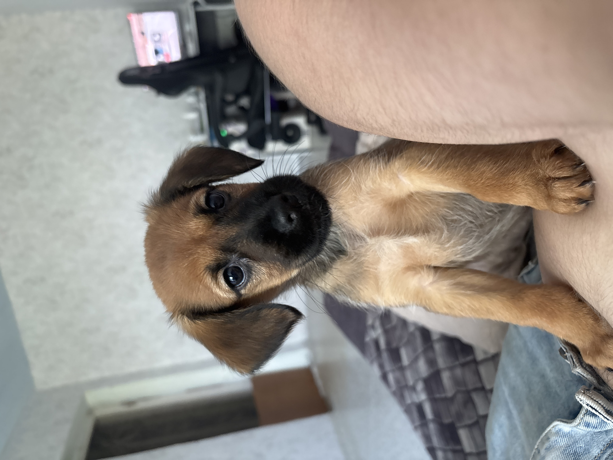 Morning snapshots capture puppies, birds, nature scenes across unknown location