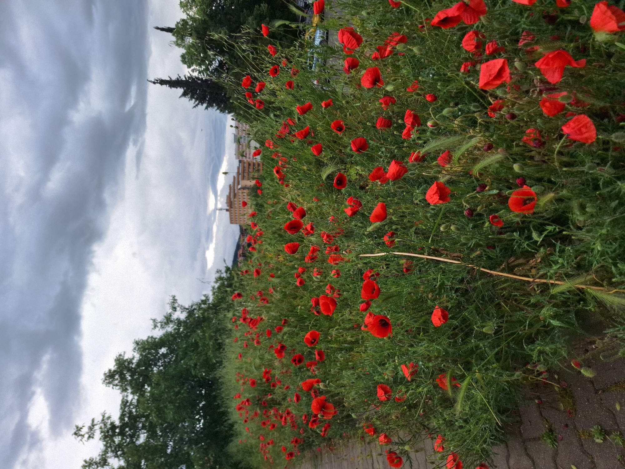 Red poppies bloom along path in Stara Zagora